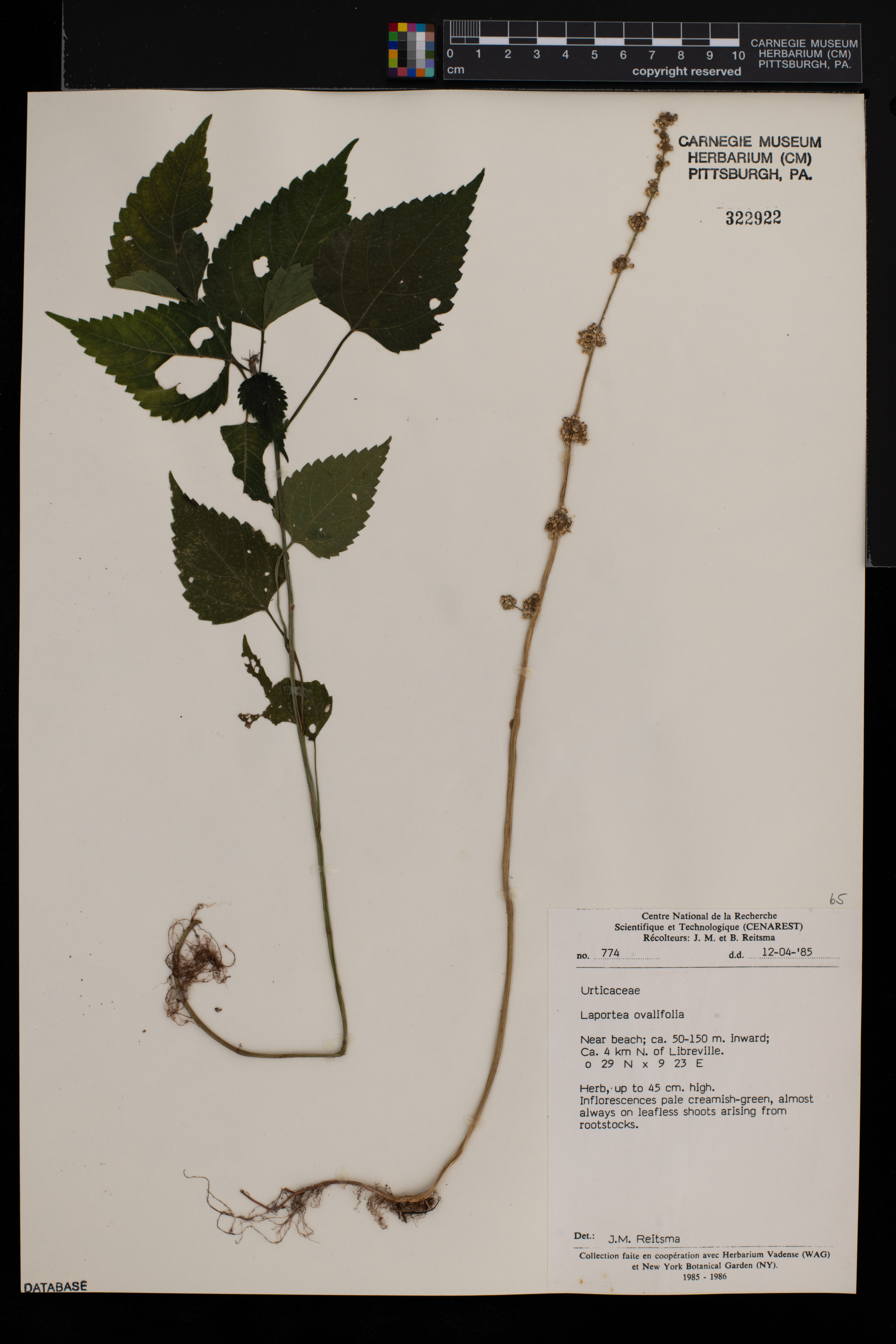 Laportea ovalifolia image