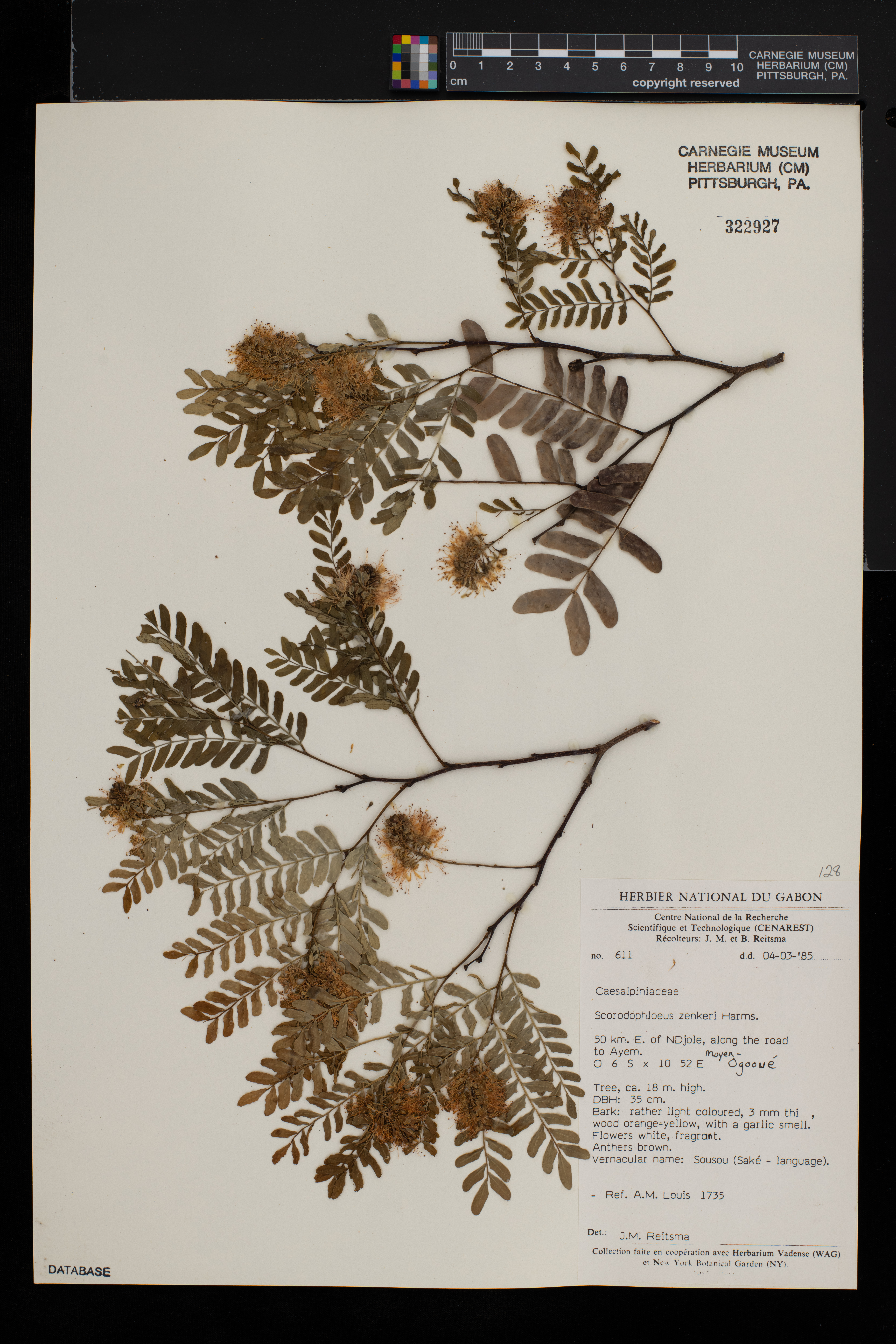 Scorodophloeus zenkeri image