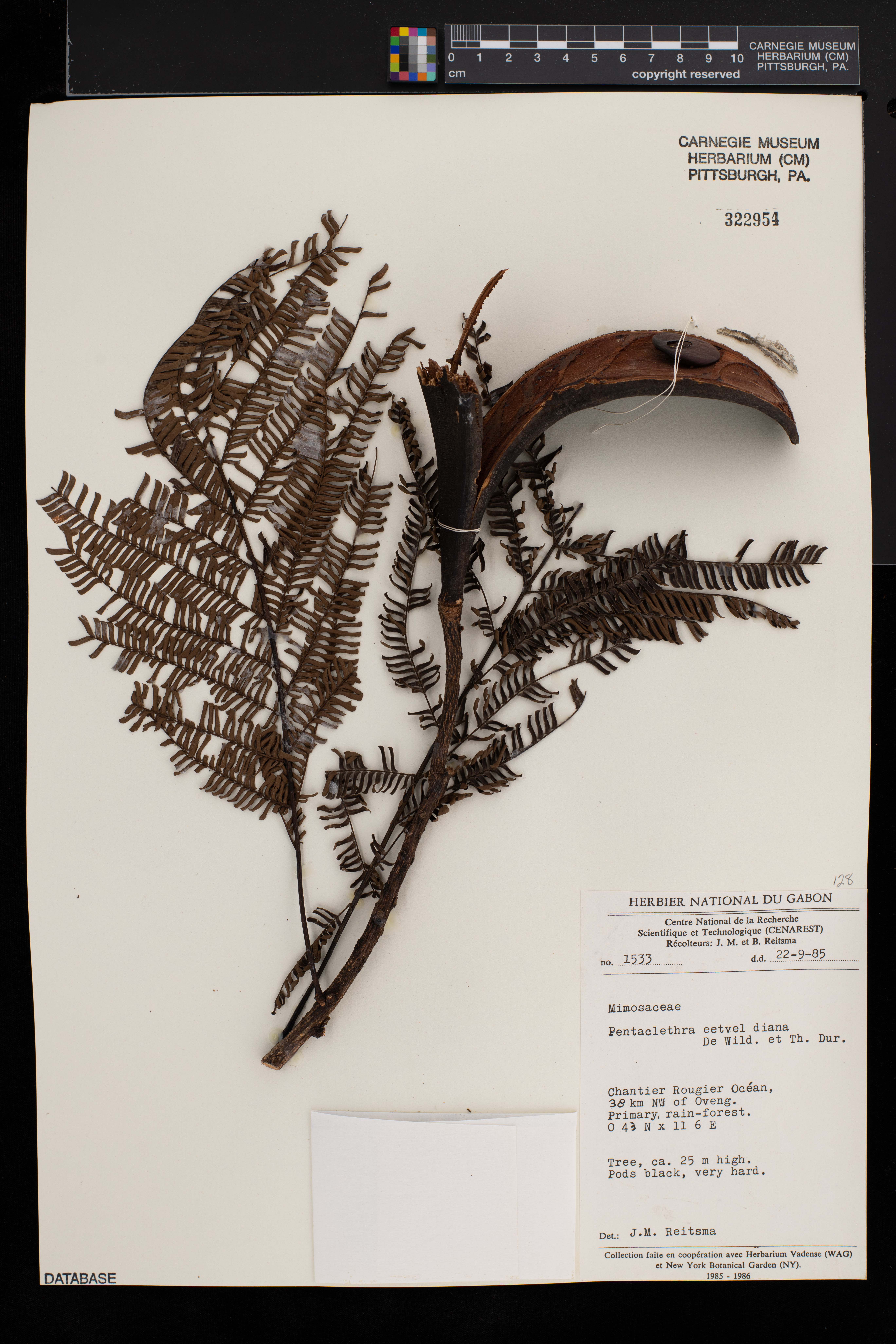 Pentaclethra eetveldeana image