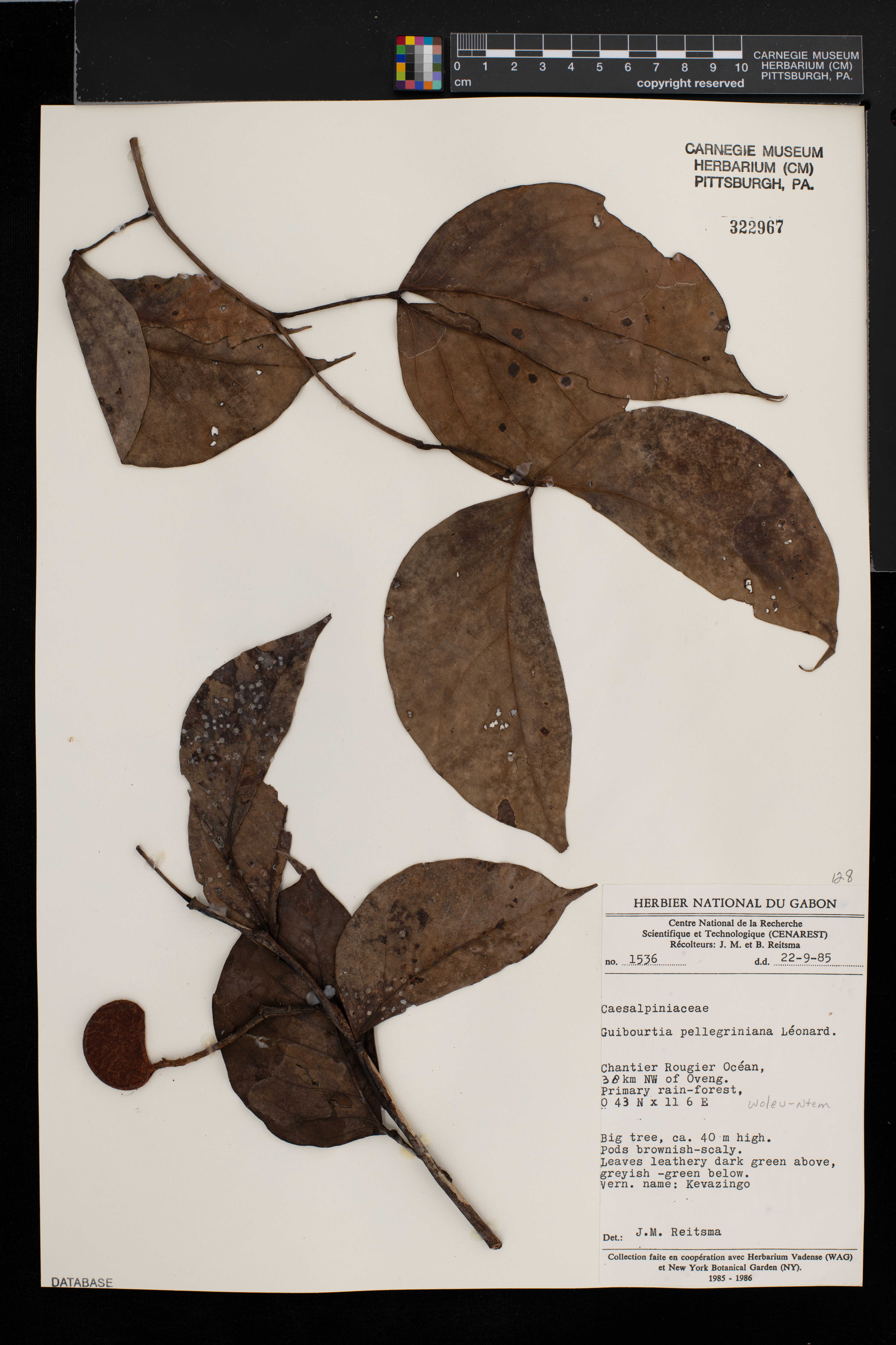 Guibourtia pellegriniana image