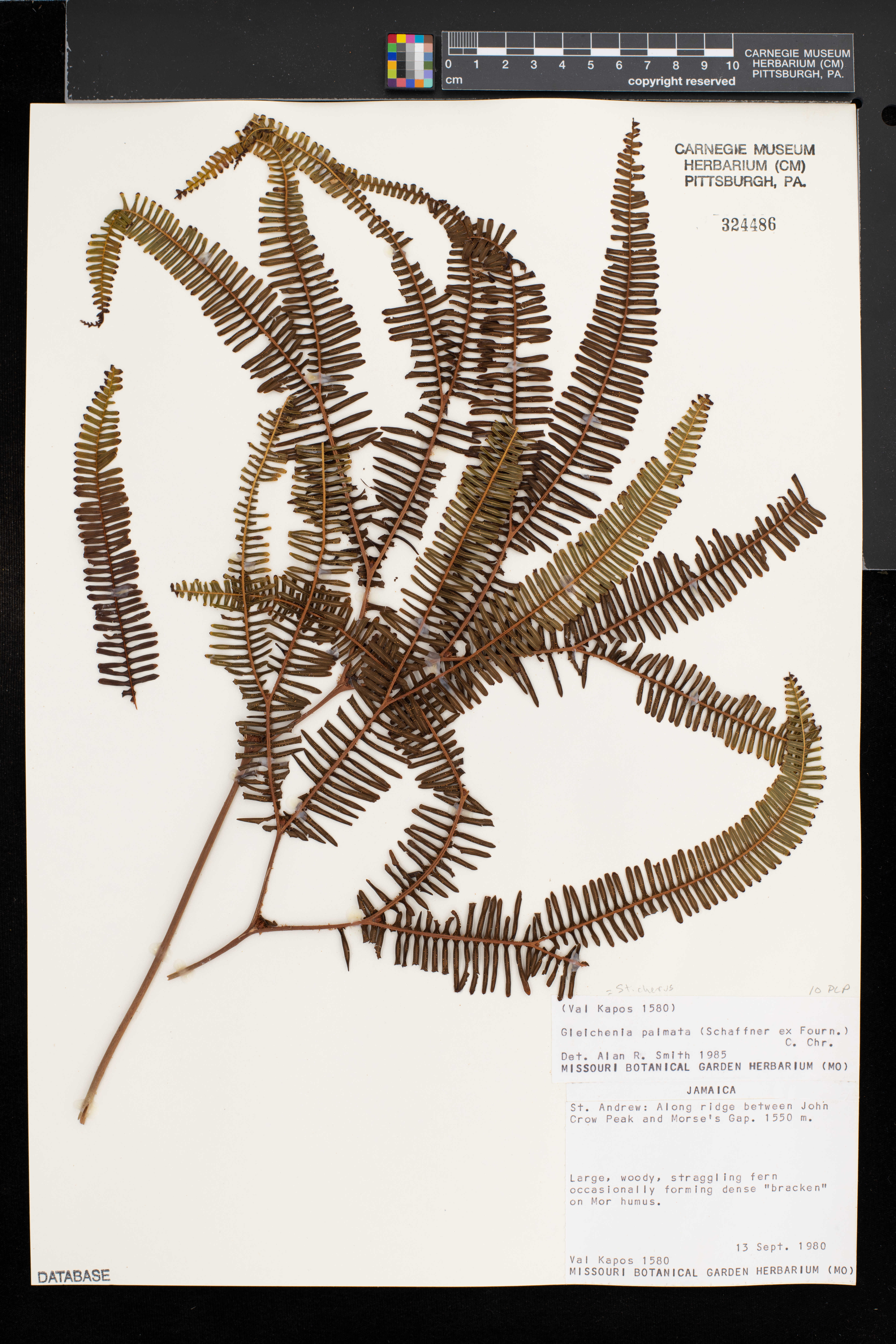 Sticherus palmatus image