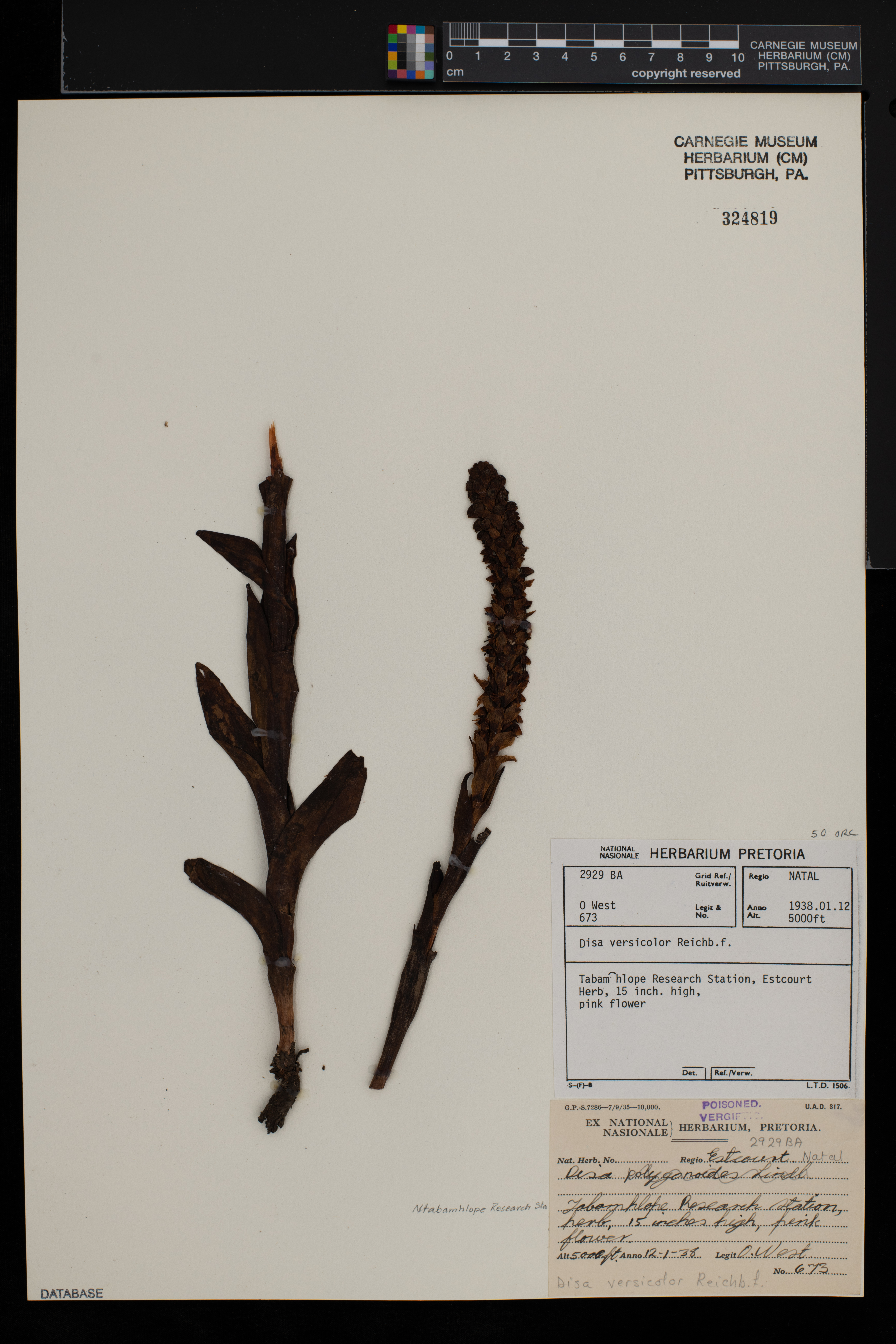 Disa versicolor image