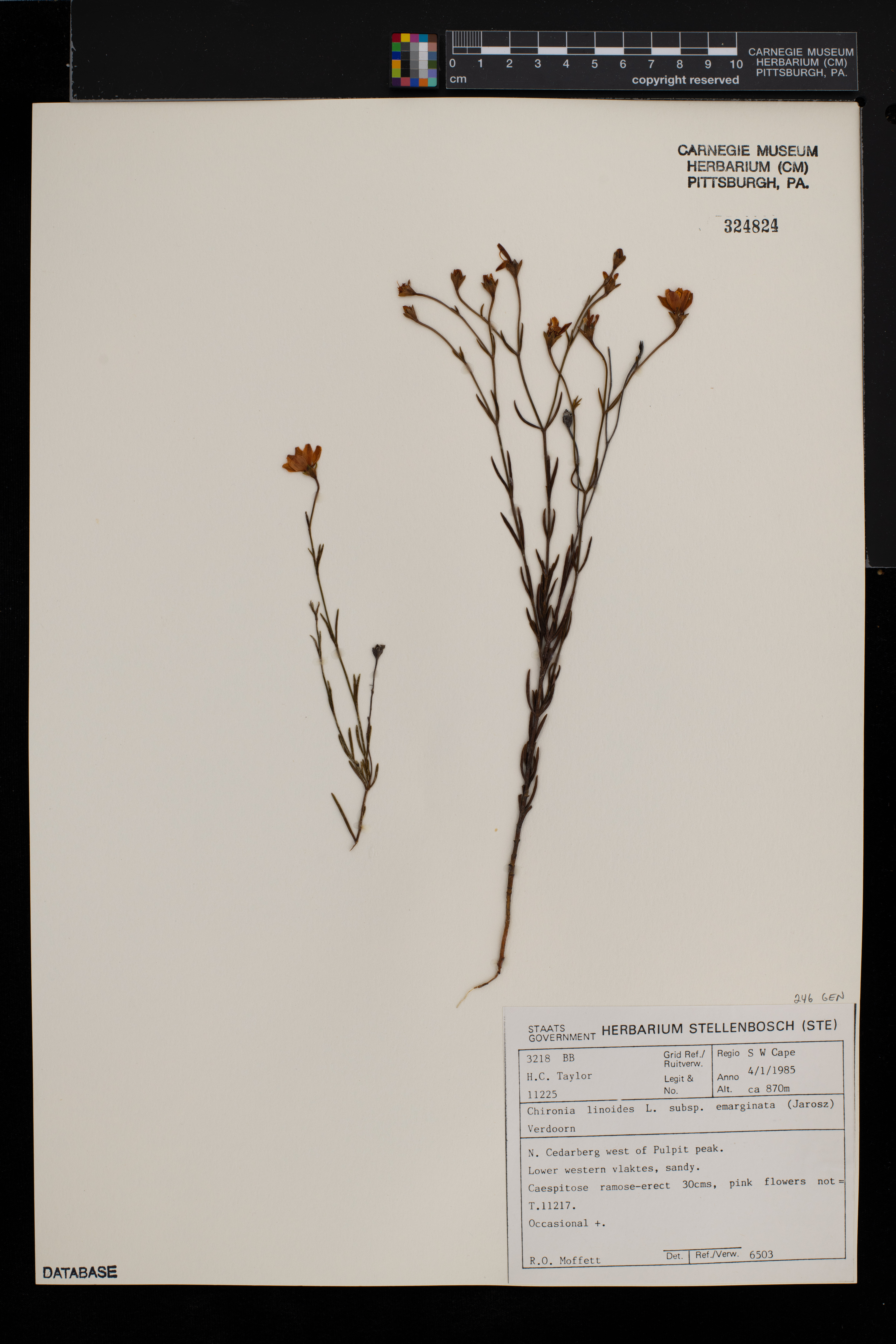 Chironia linoides image