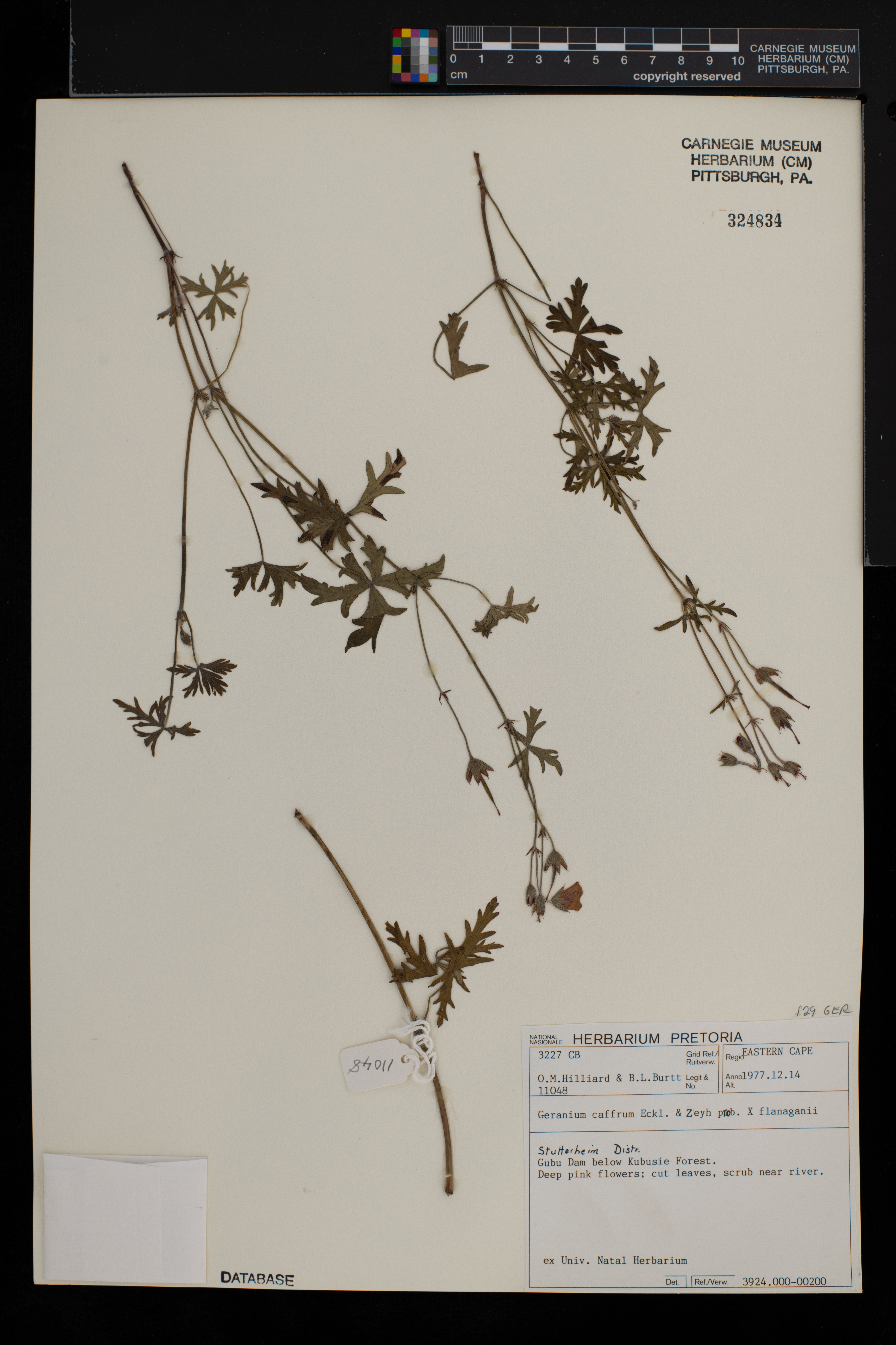 Geranium caffrum image