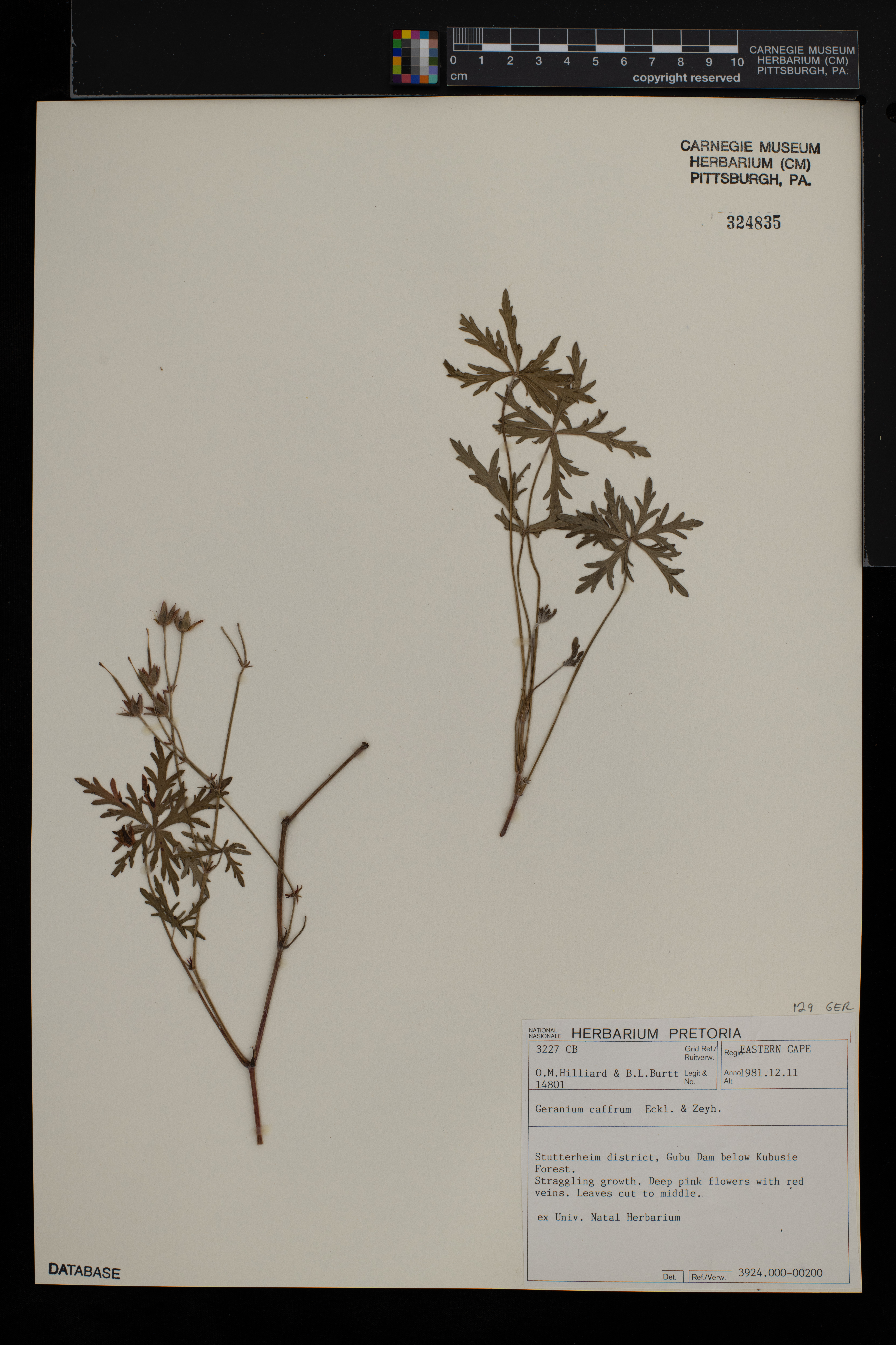 Geranium caffrum image