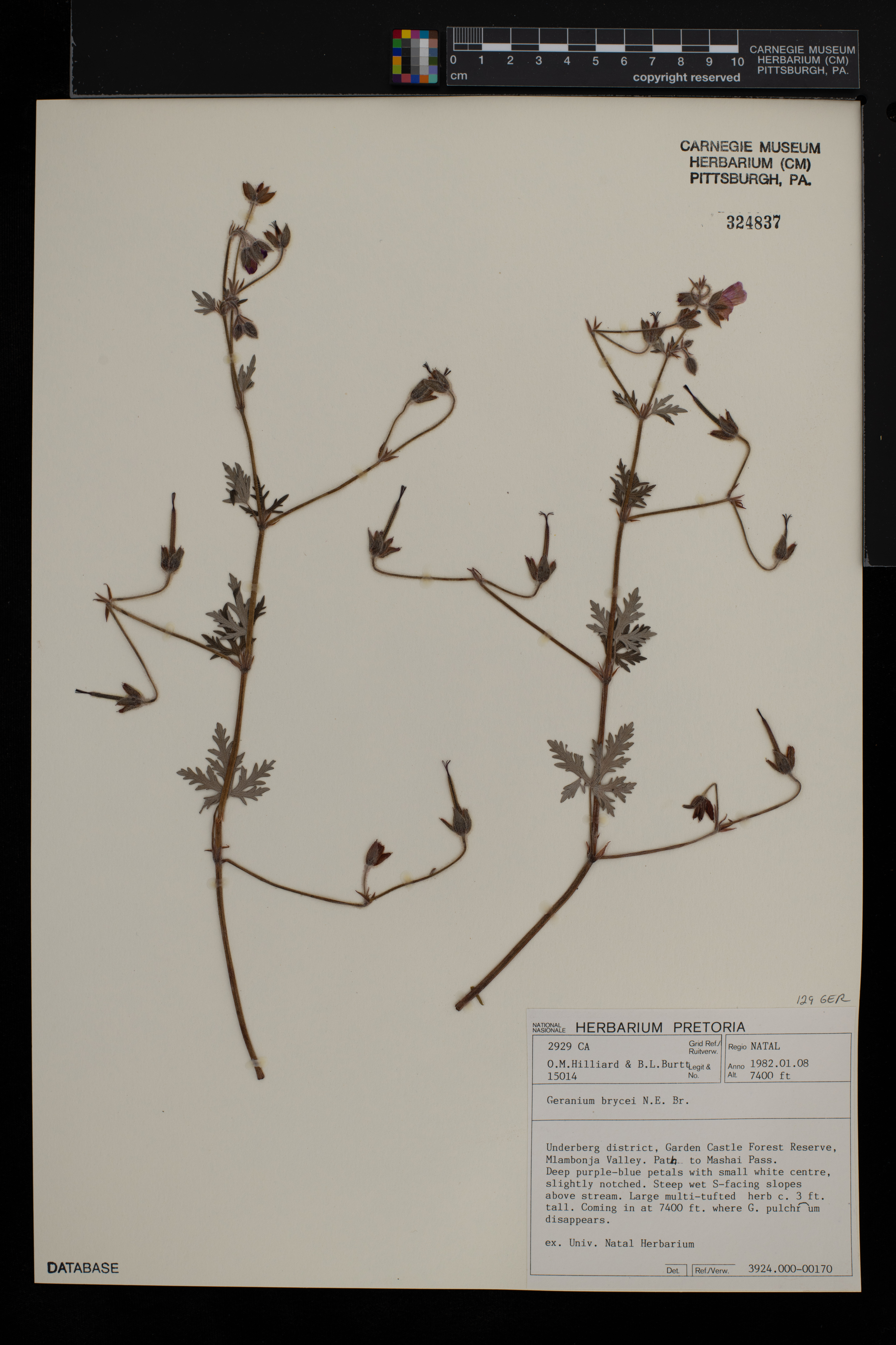 Geranium brycei image