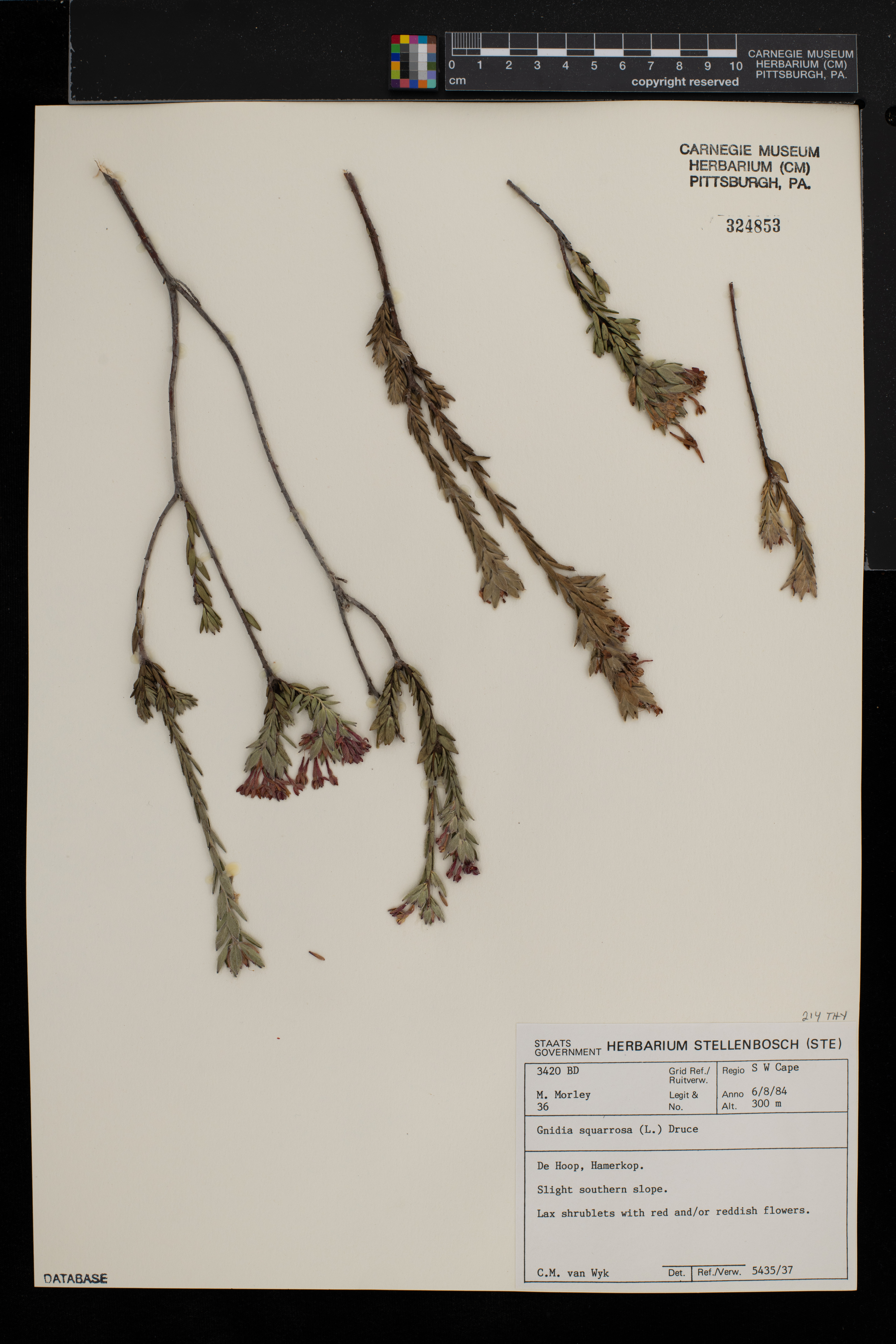 Gnidia squarrosa image