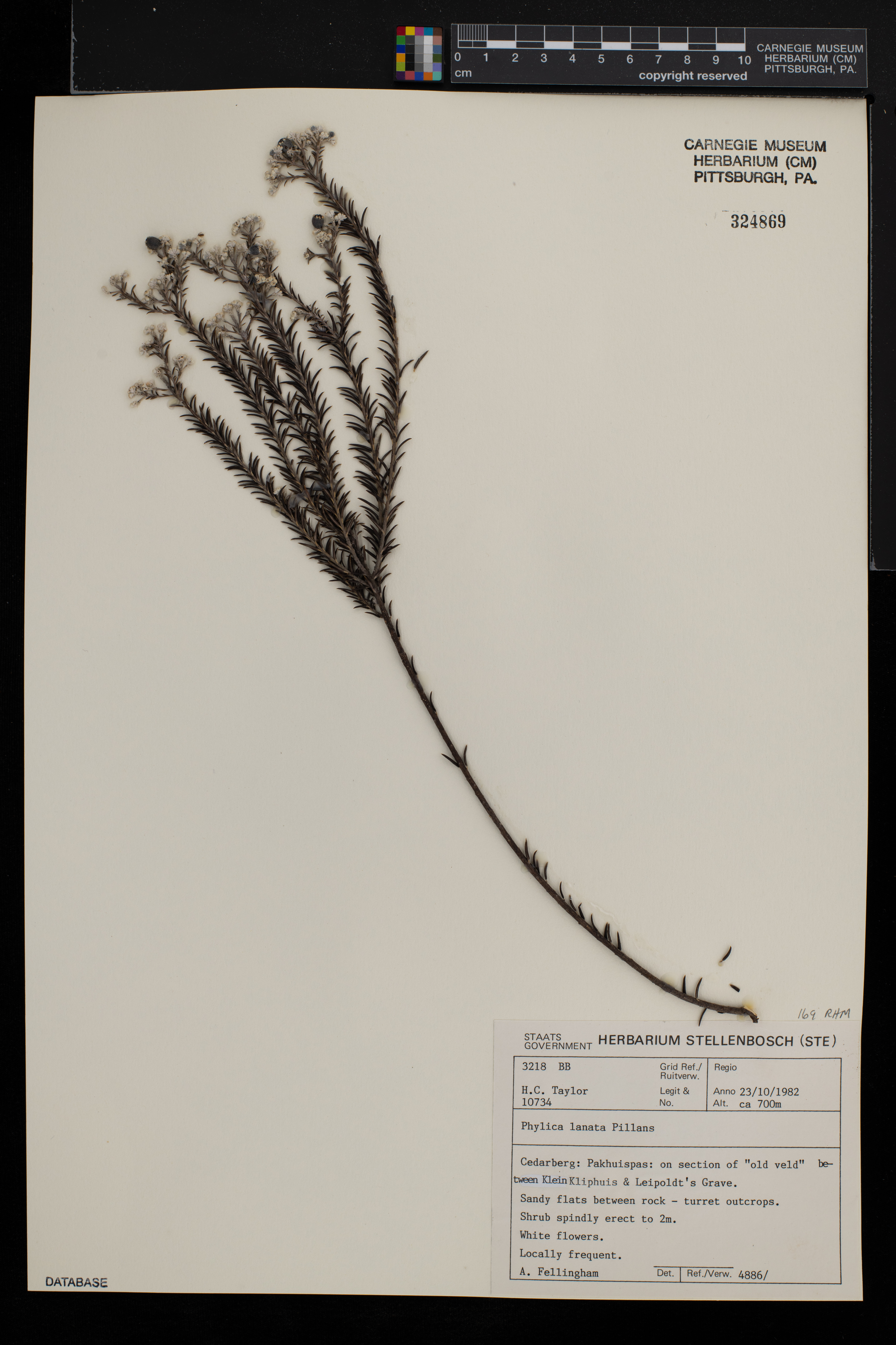 Phylica lanata image