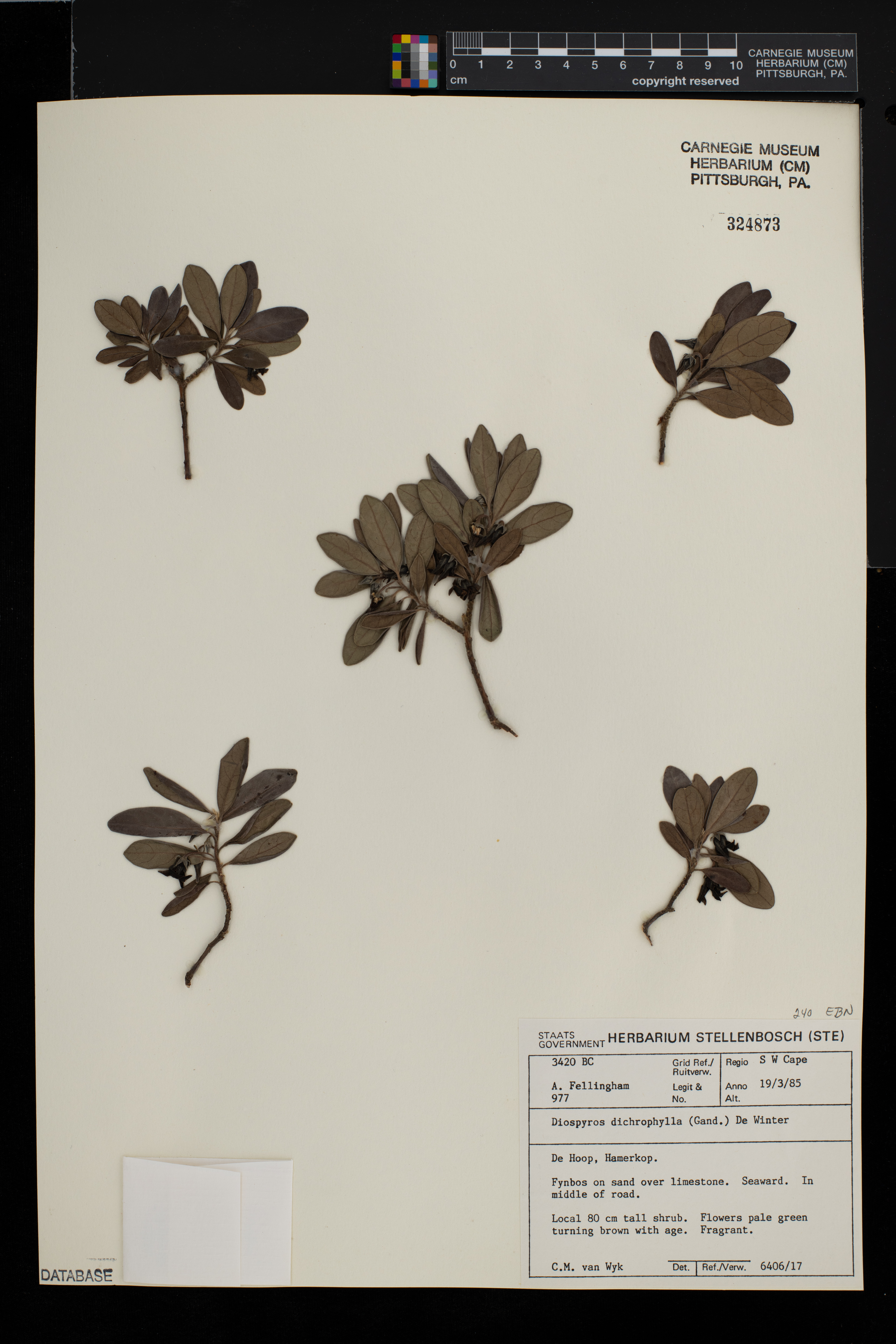 Diospyros dichrophylla image