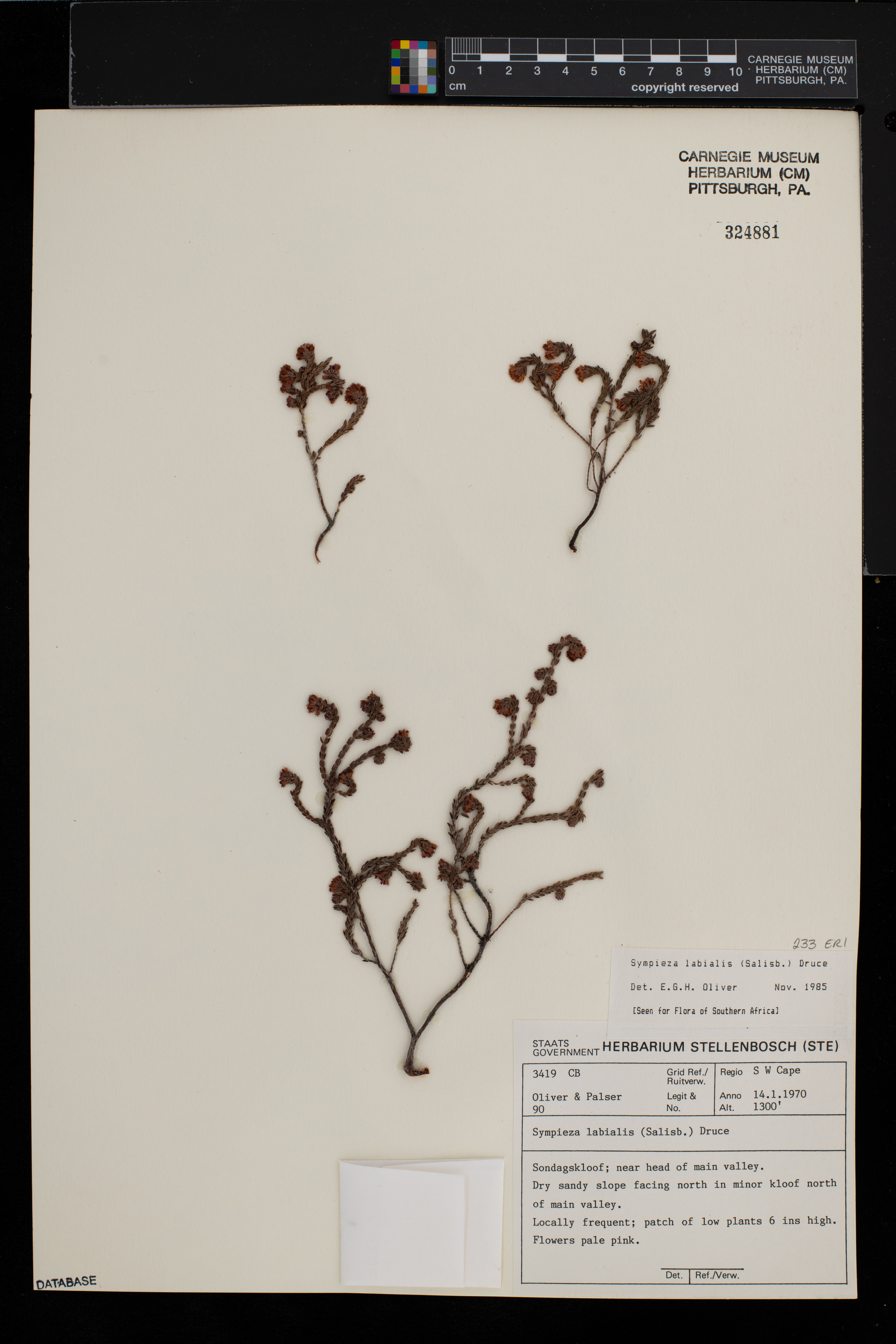 Erica labialis image