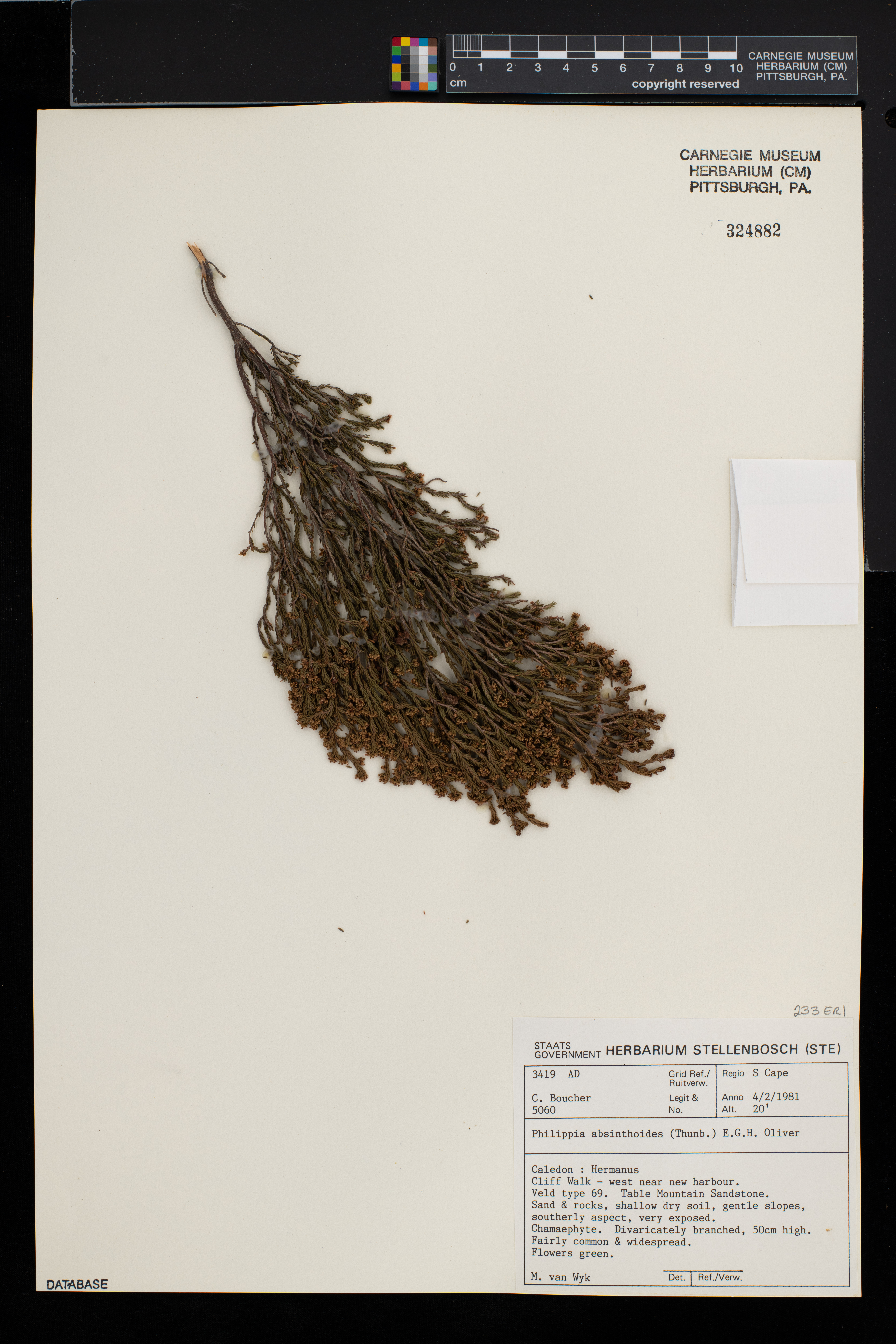 Erica tristis image