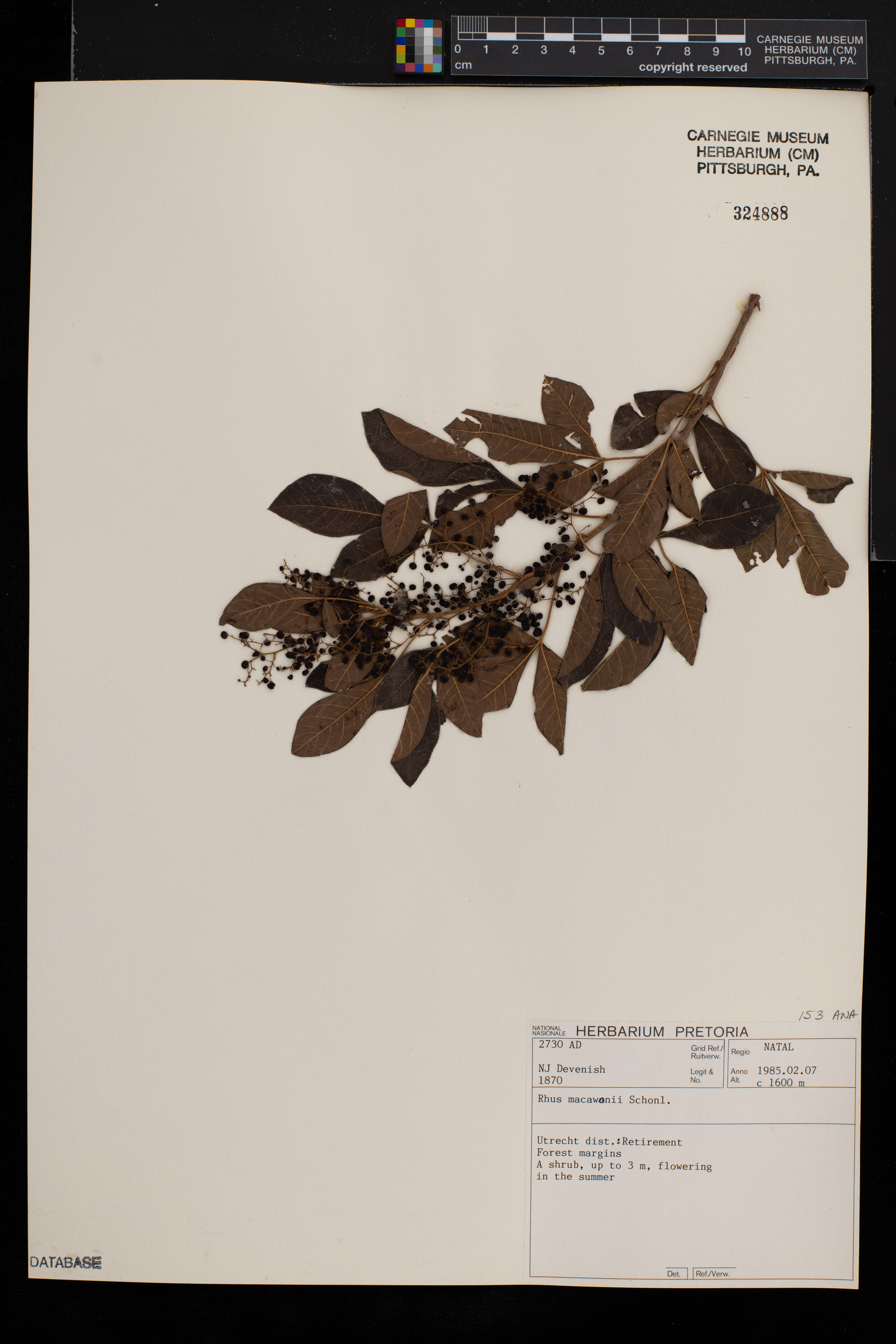 Searsia rehmanniana var. glabrata image