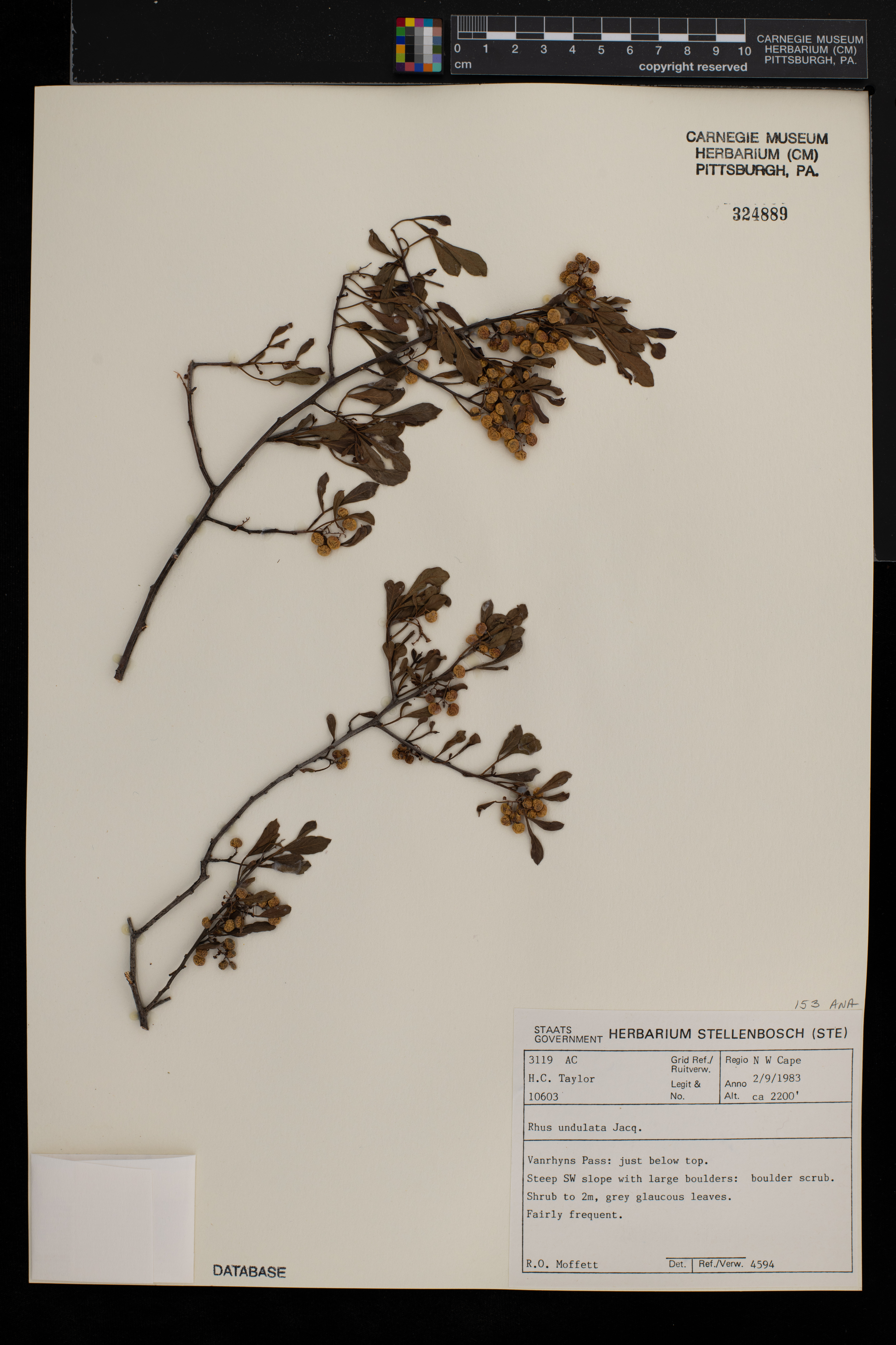Searsia undulata image
