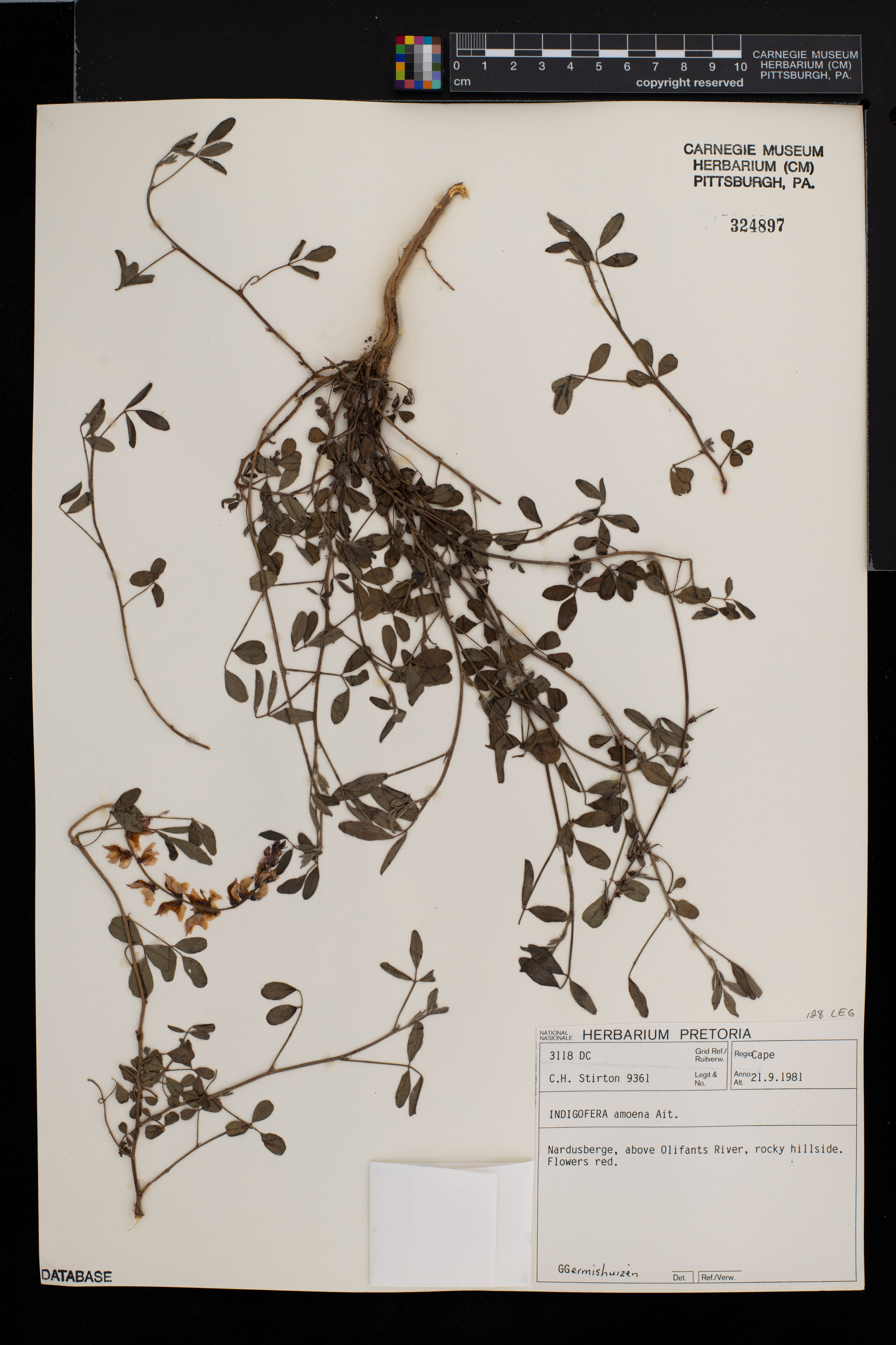 Indigofera amoena image