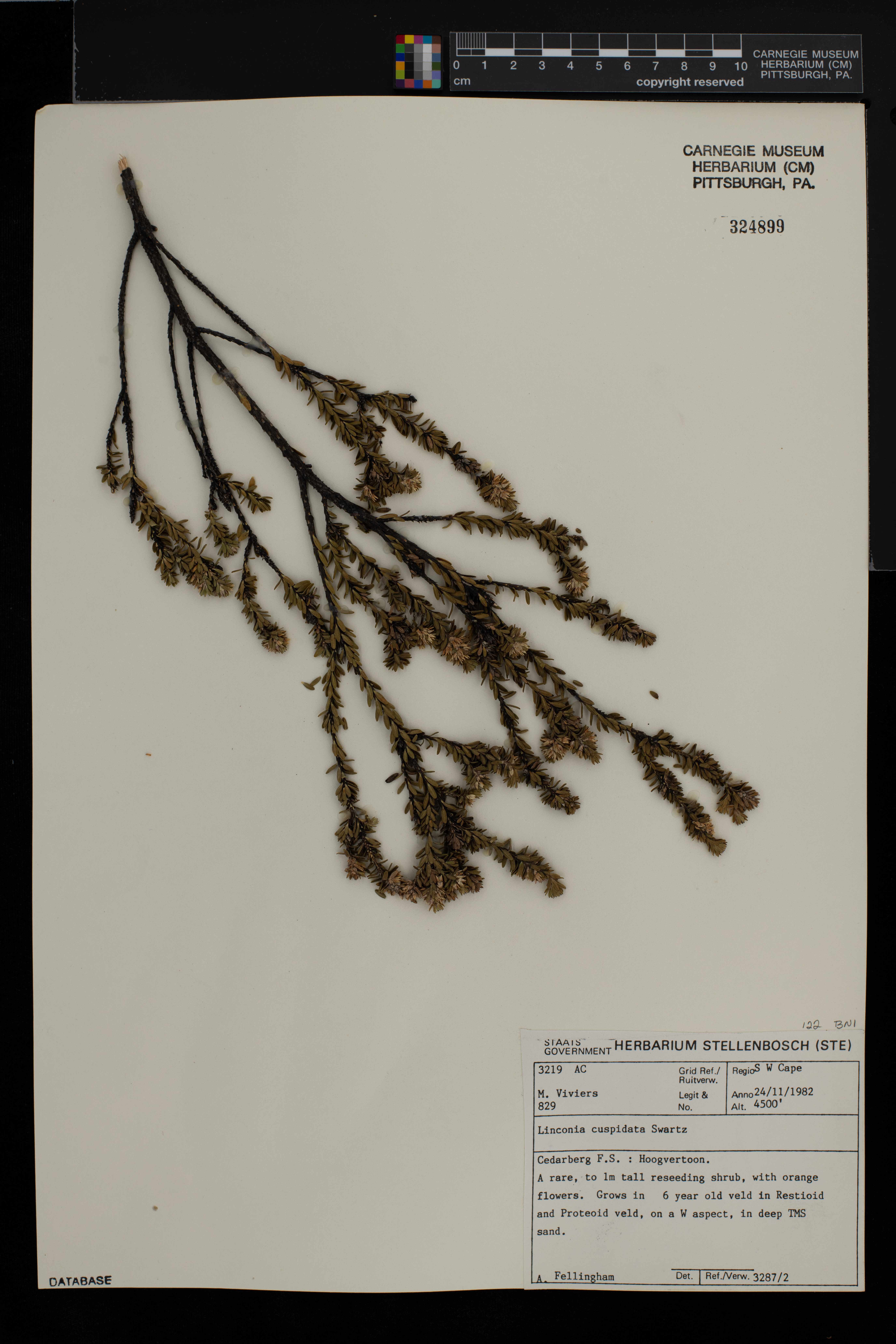 Linconia cuspidata image