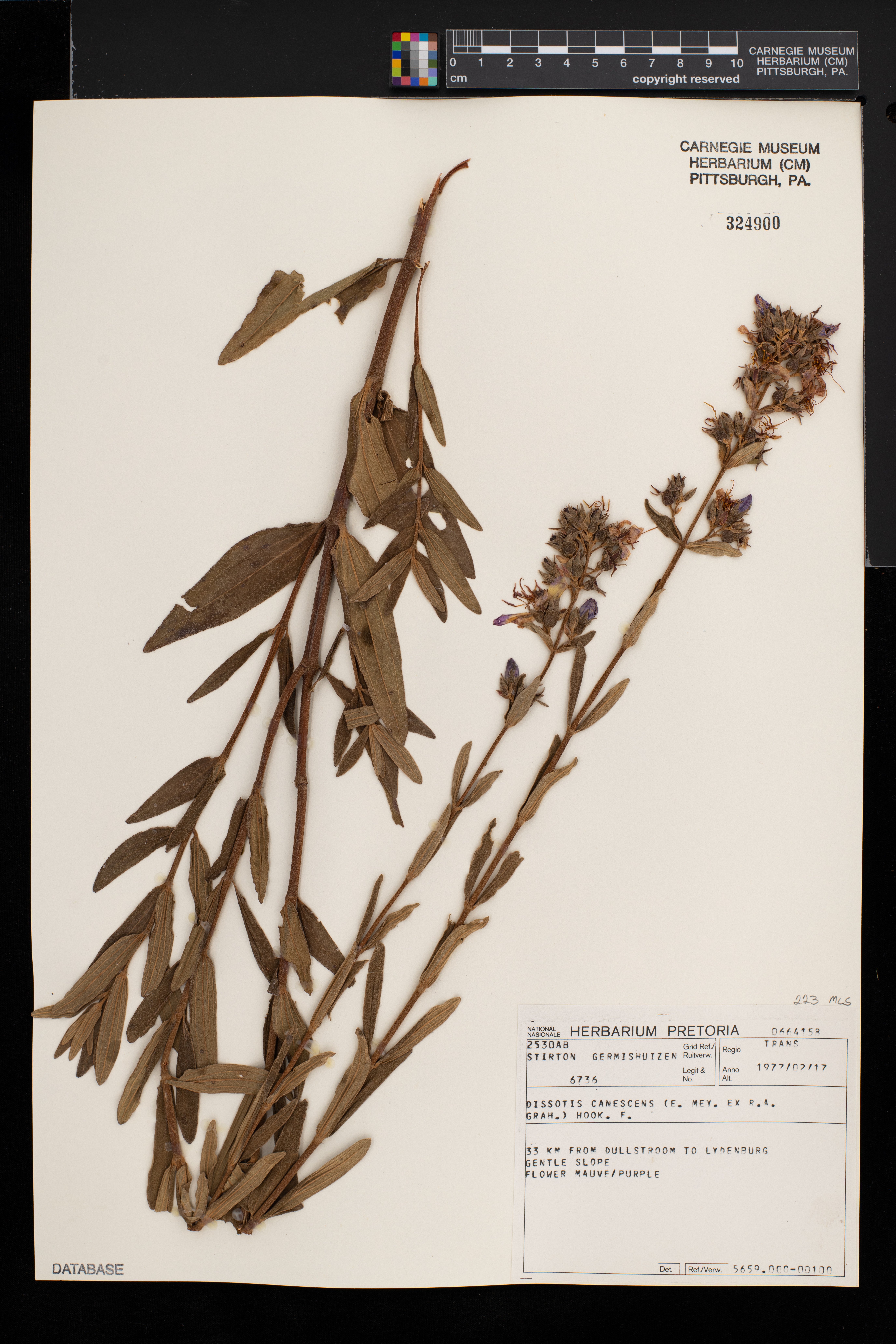 Dissotis canescens image