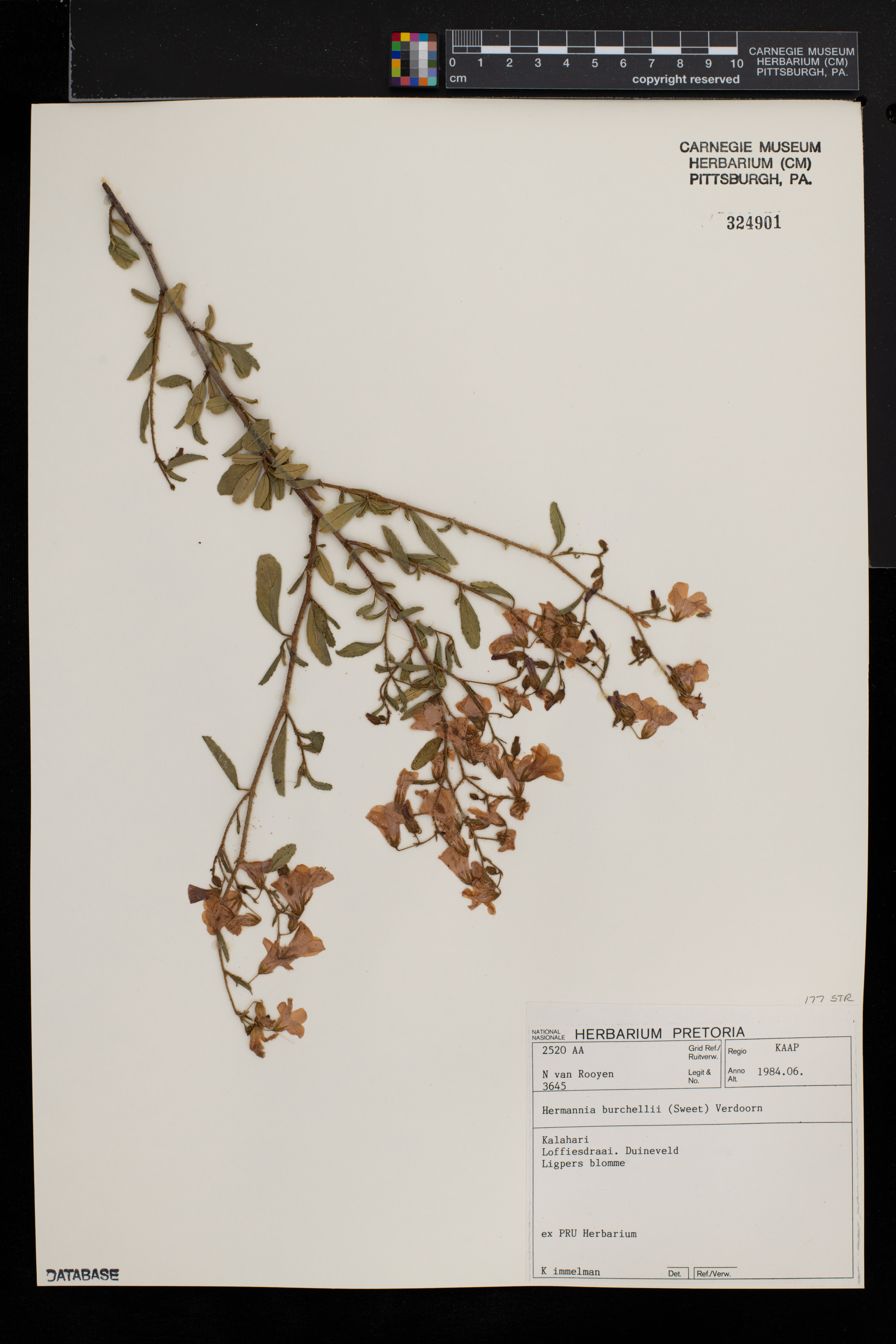 Hermannia burchellii image