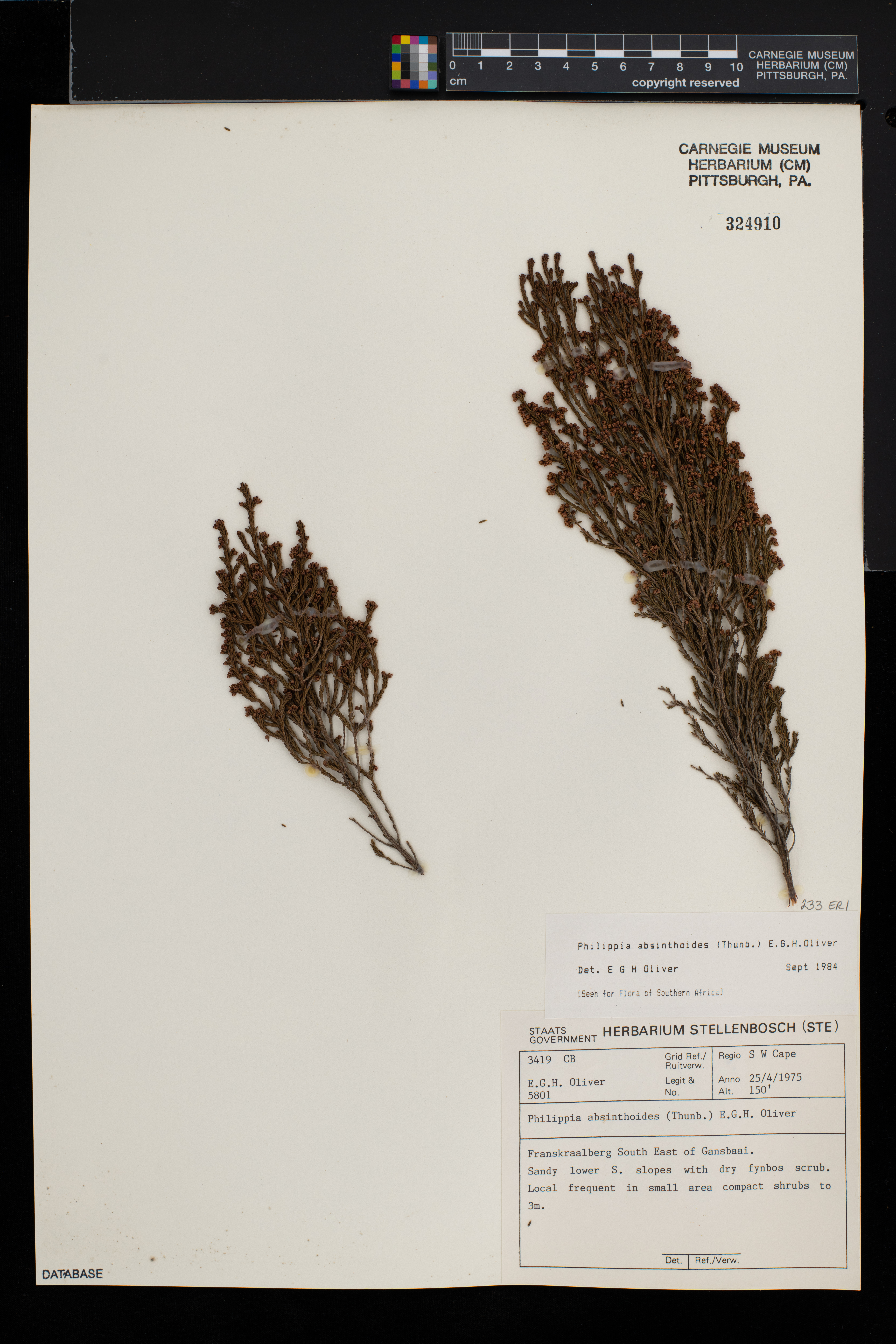 Erica tristis image