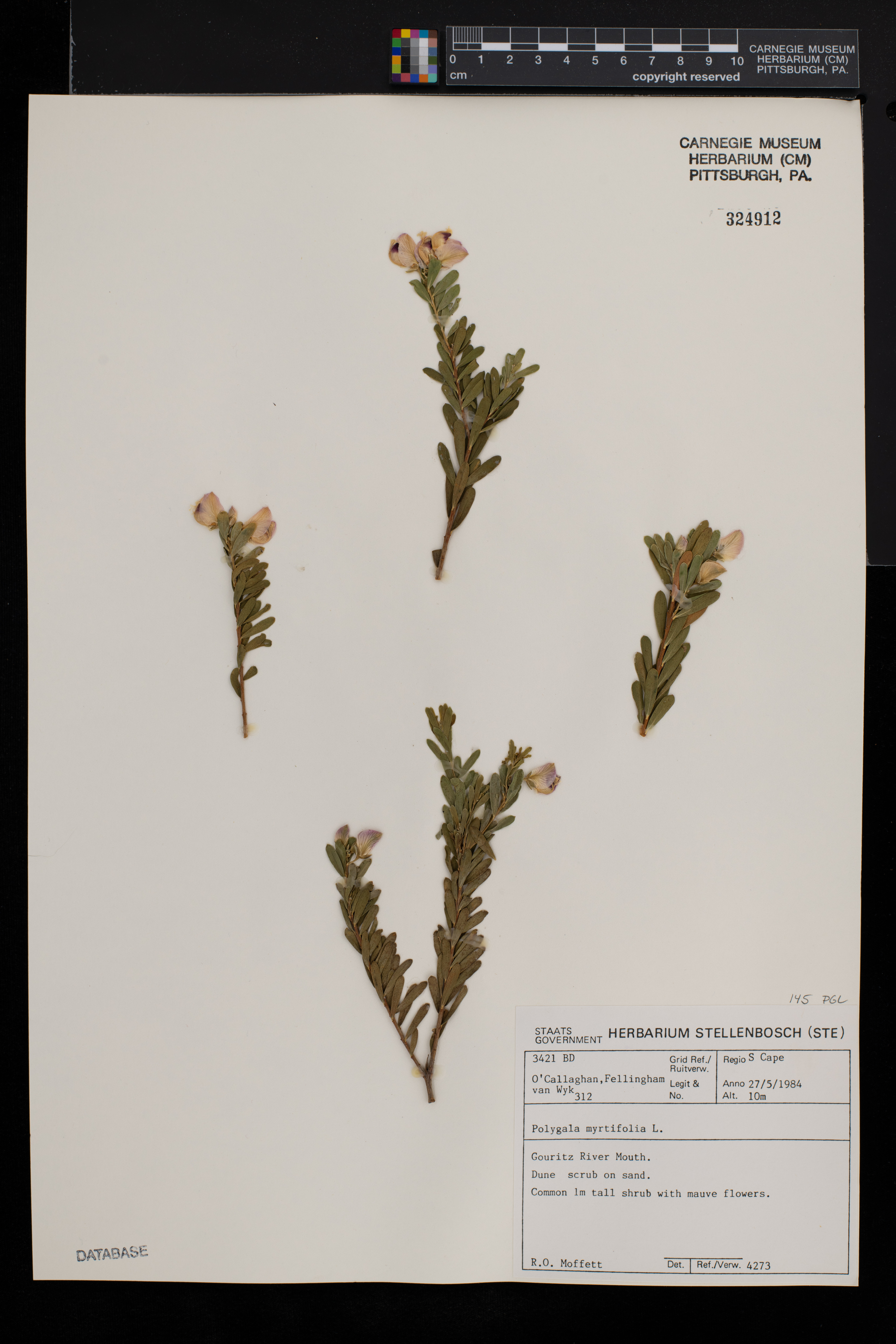 Polygala myrtifolia image