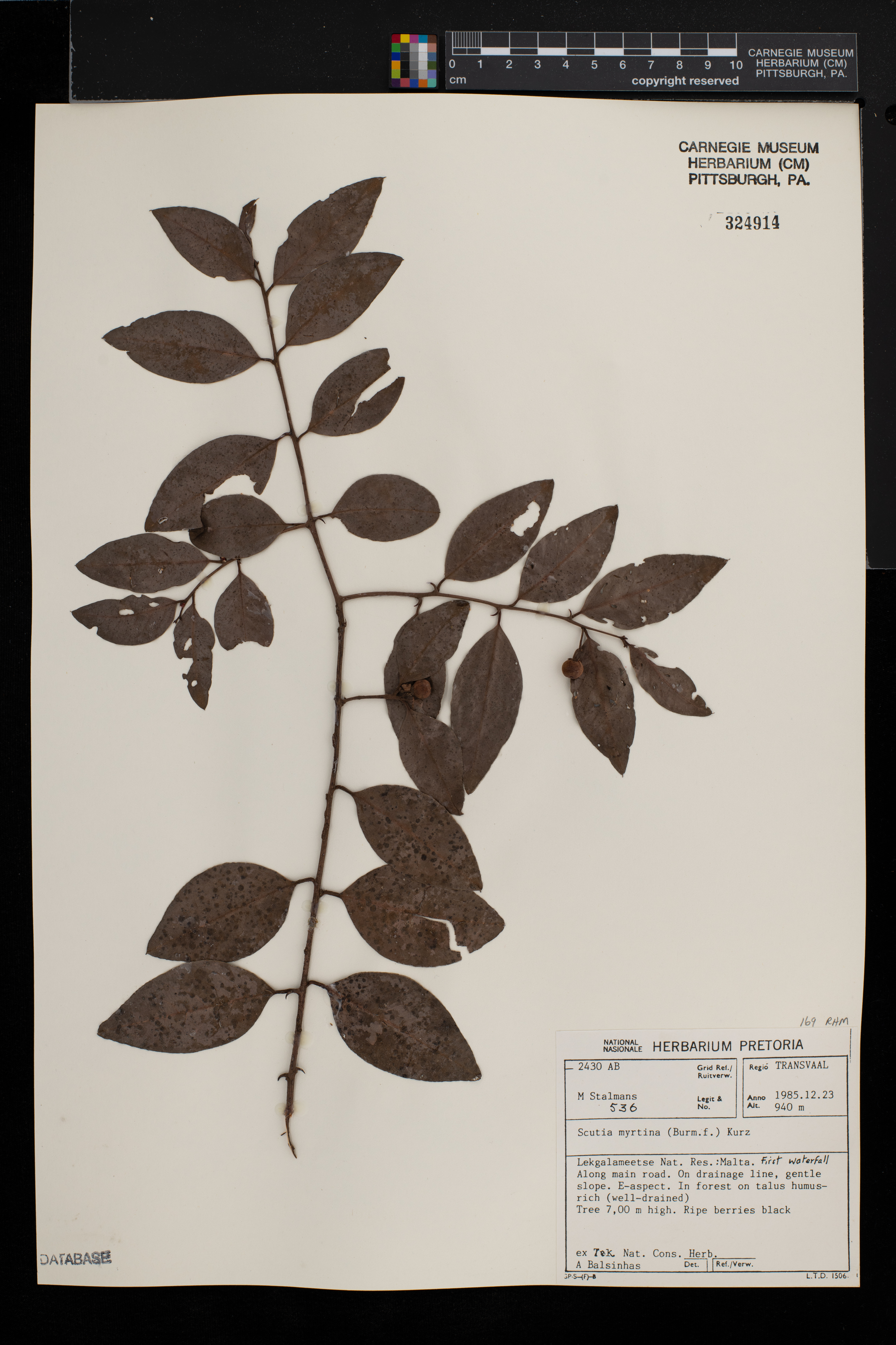Scutia myrtina image