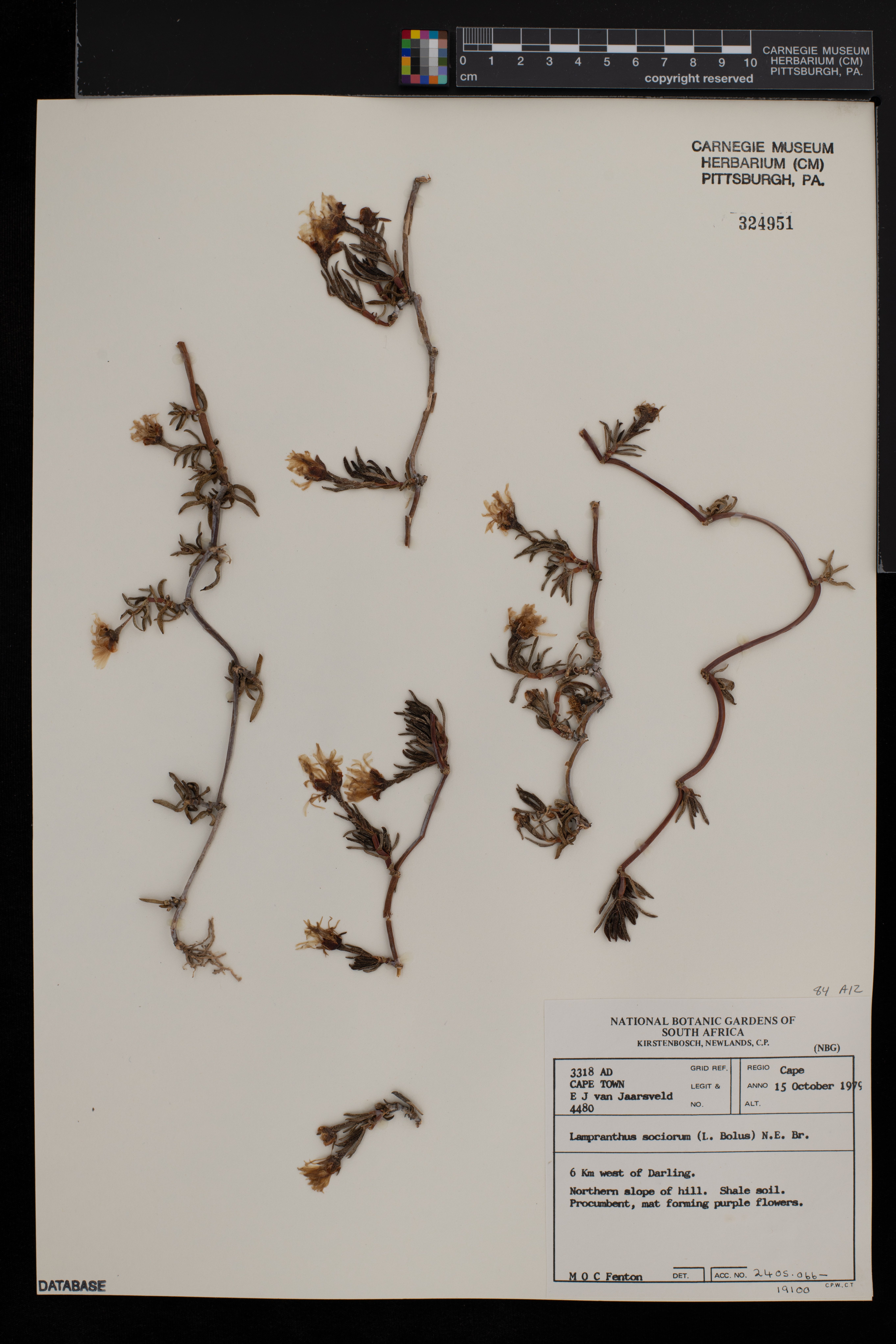 Lampranthus sociorum image