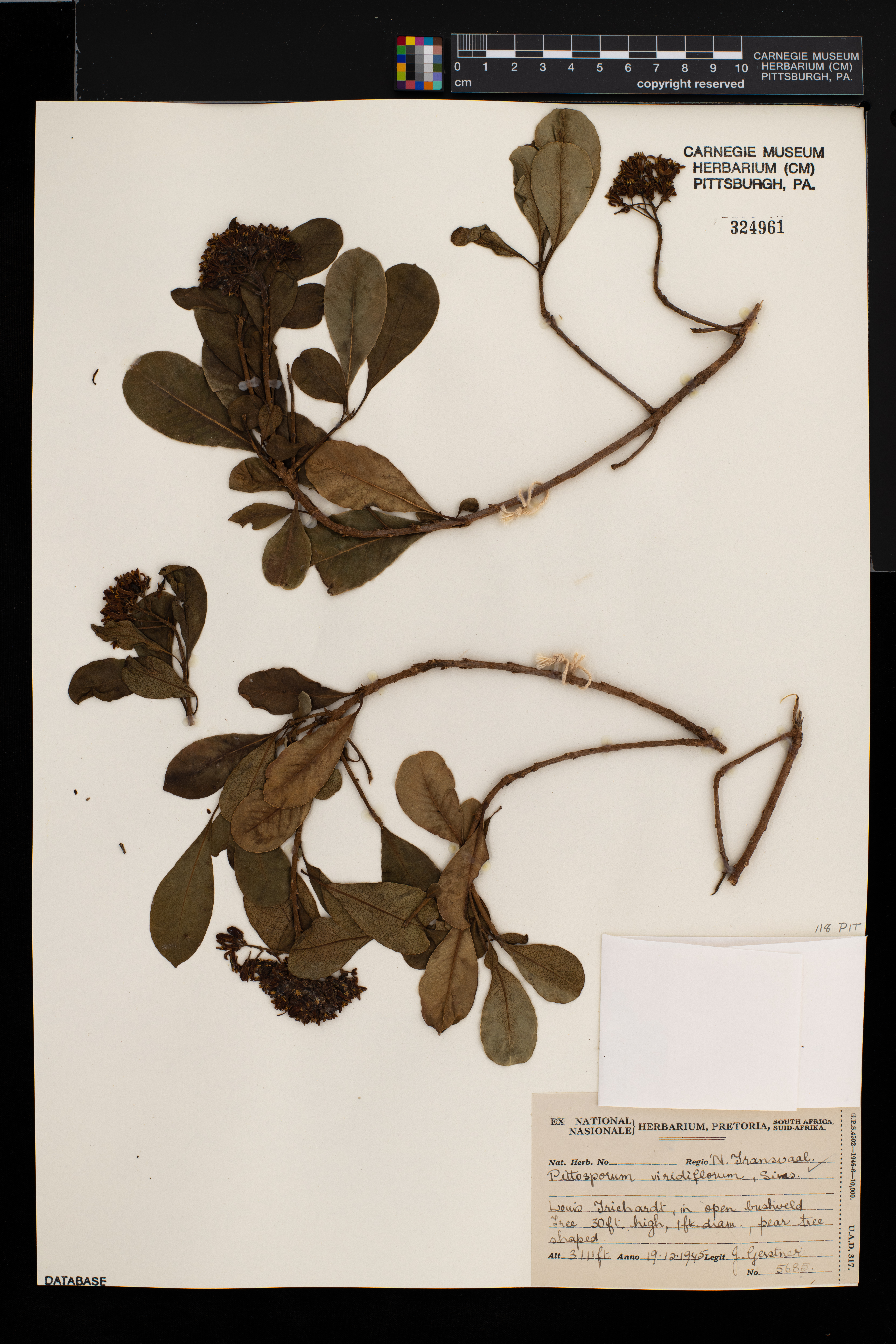Pittosporum viridiflorum image