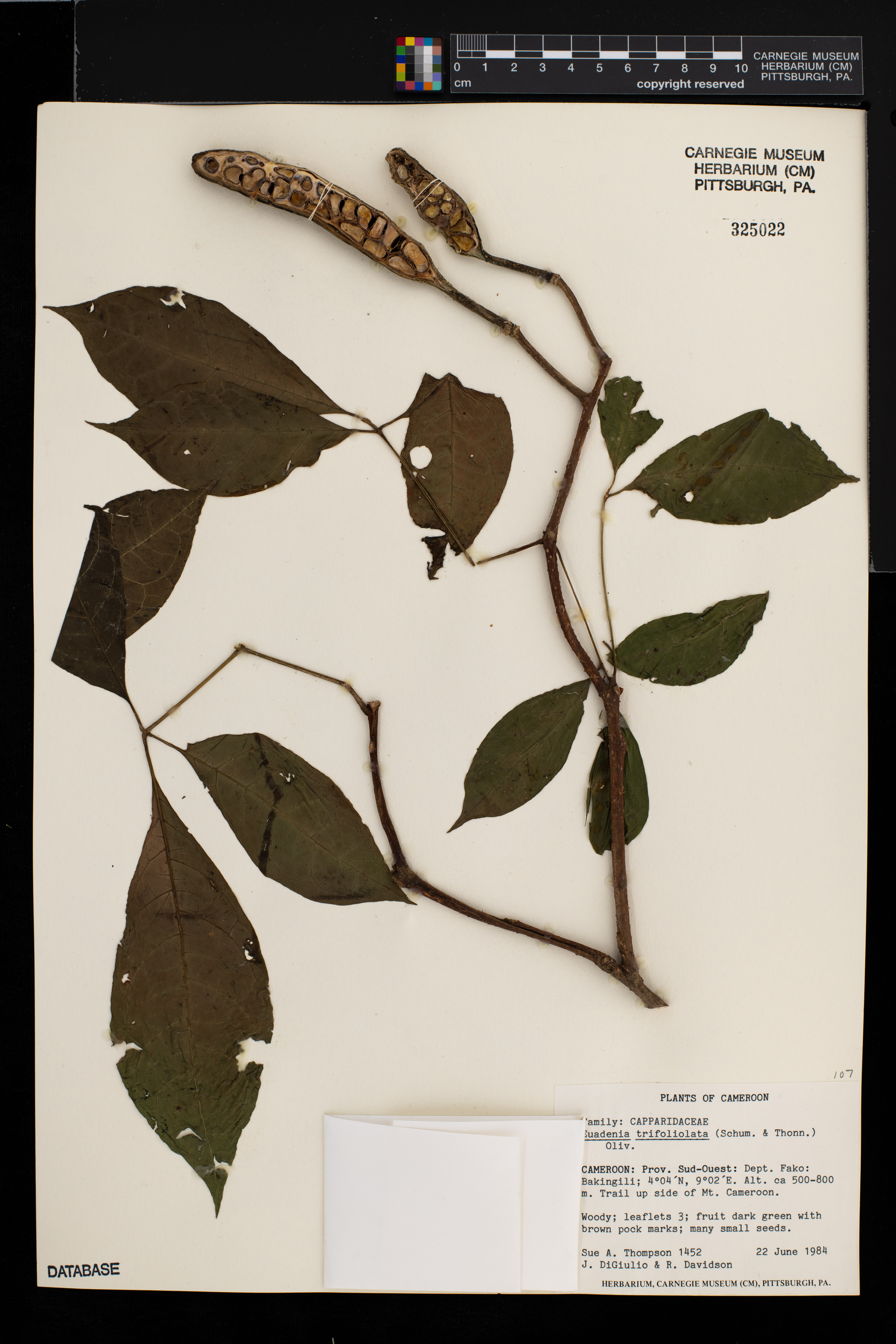 Euadenia trifoliolata image