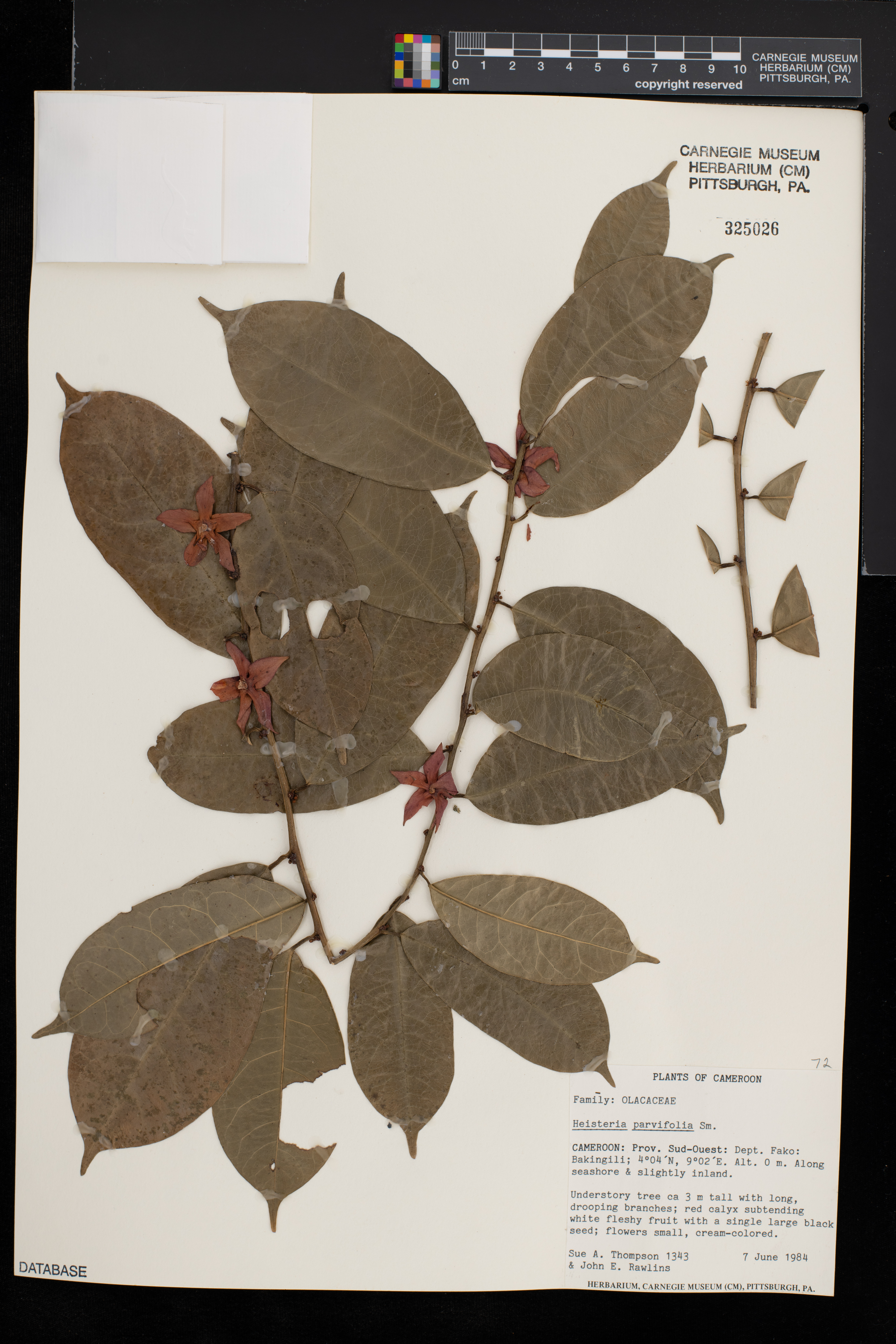 Heisteria parvifolia image