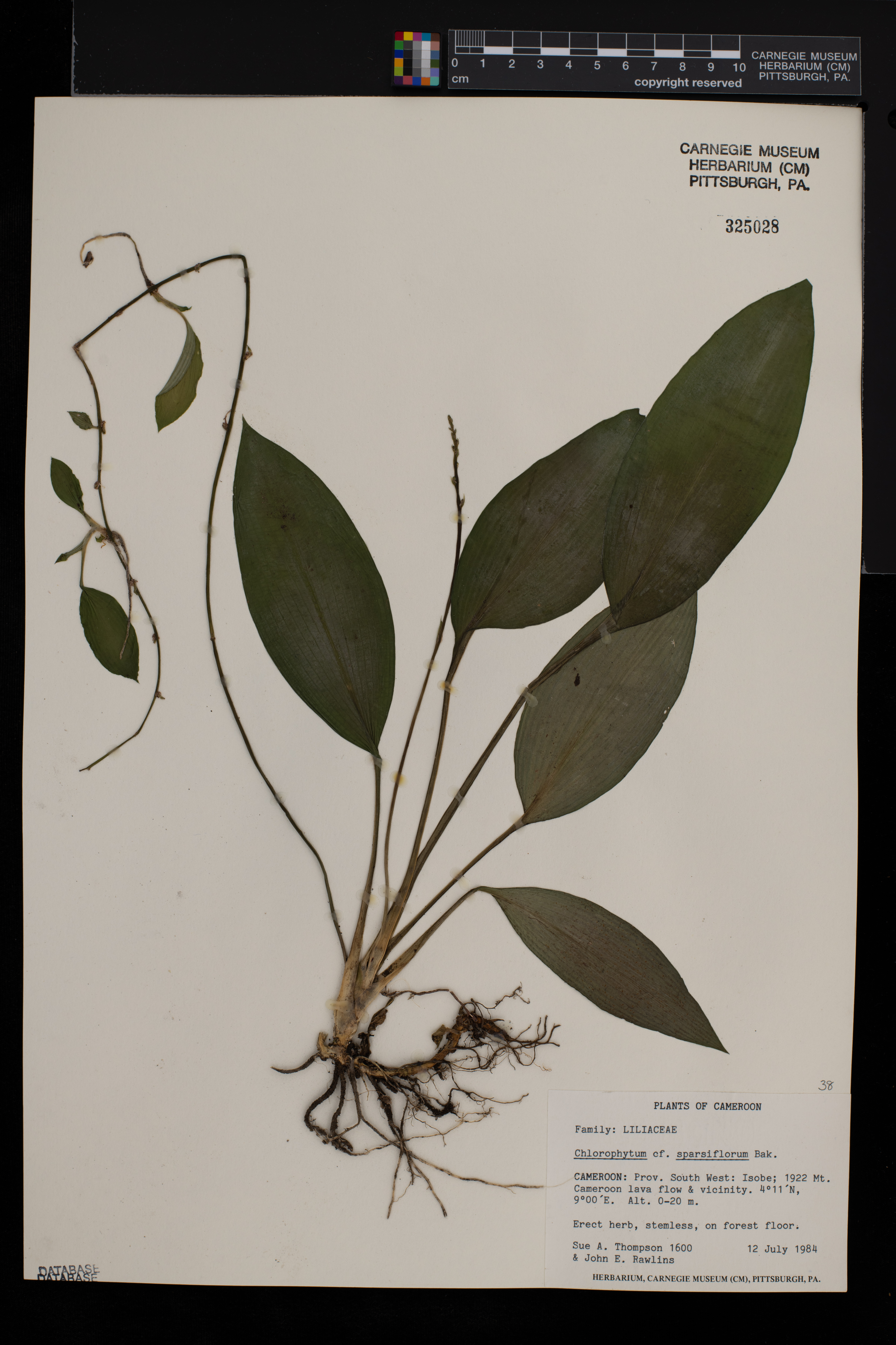 Chlorophytum sparsiflorum image