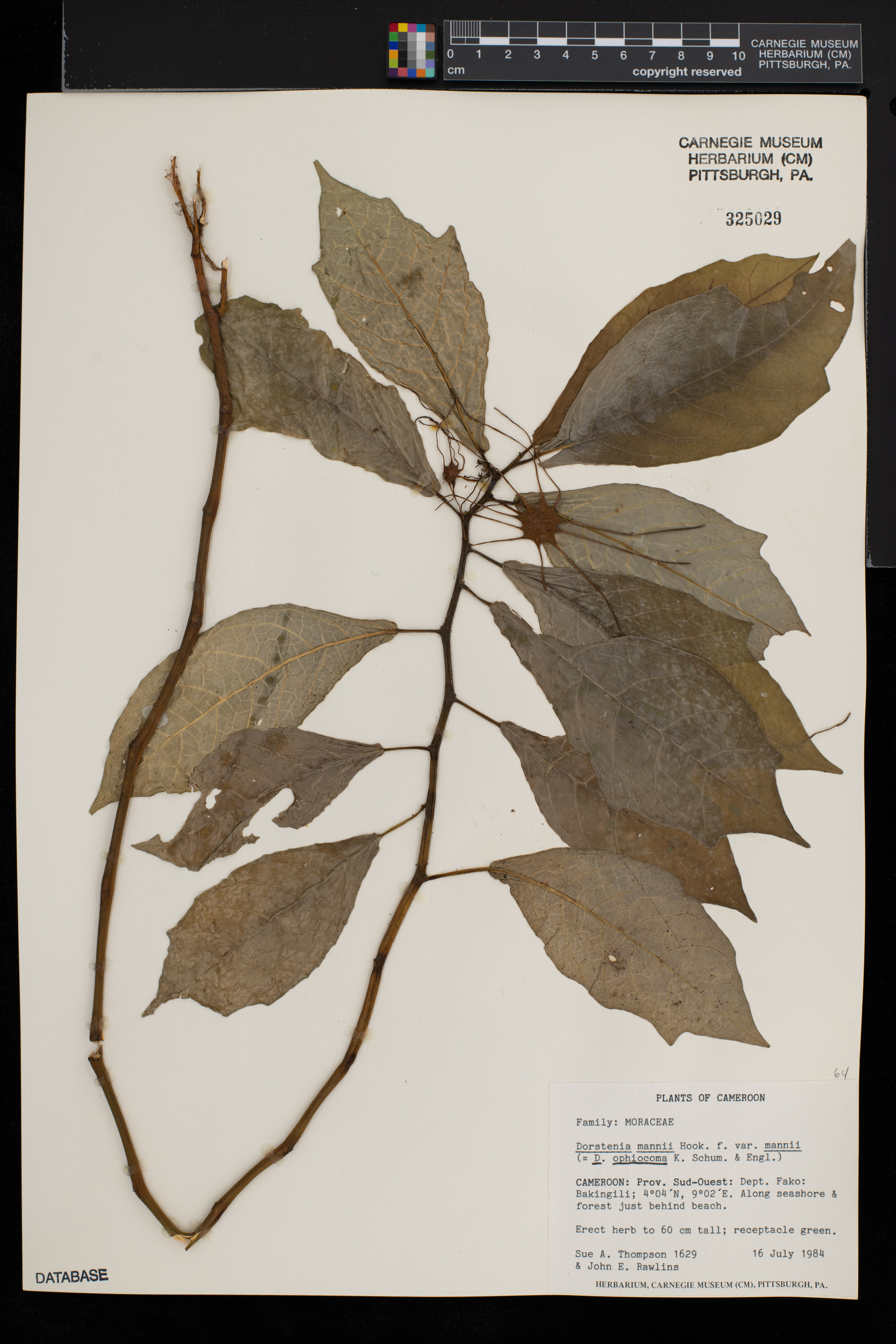 Dorstenia mannii var. mannii image