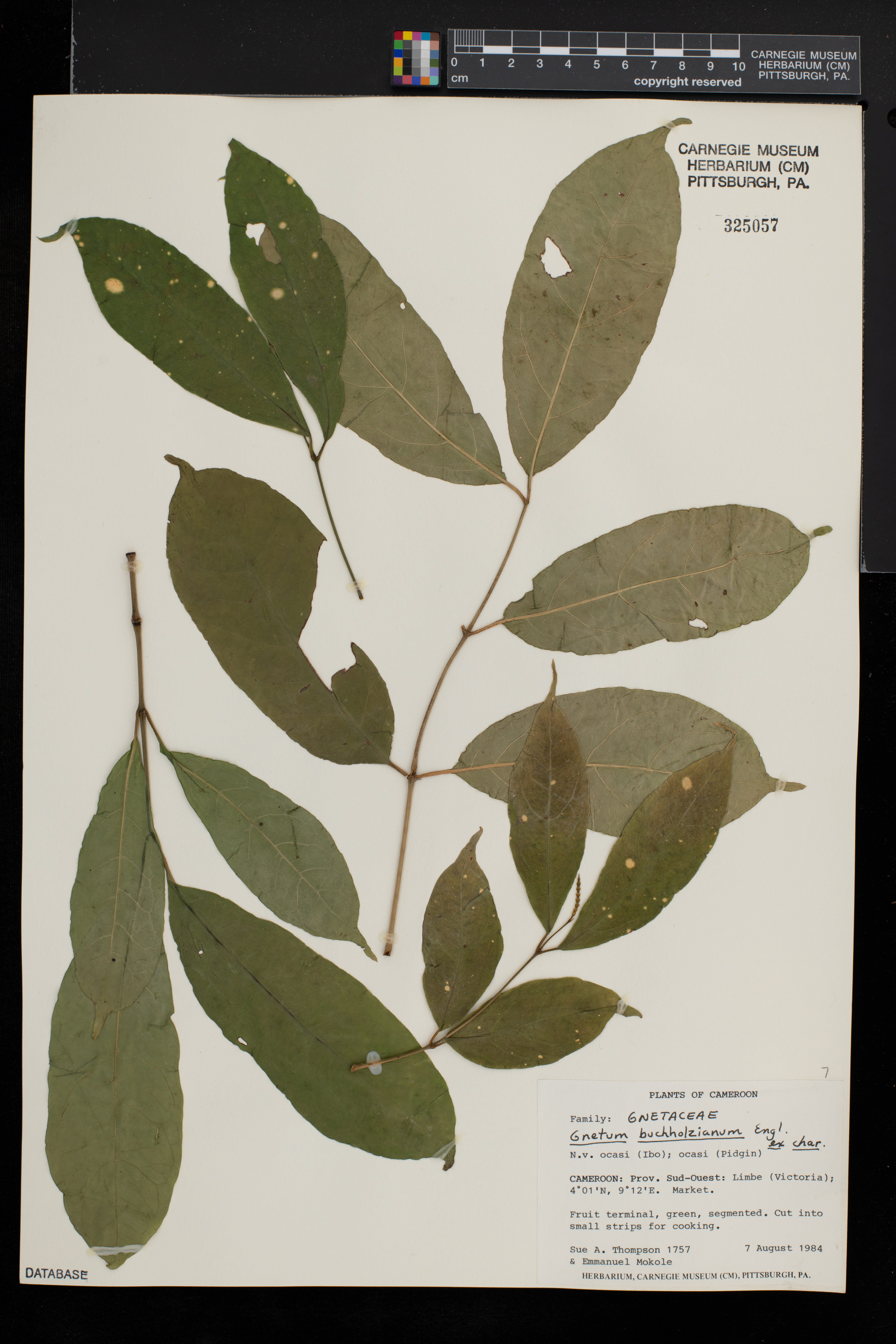 Gnetaceae image