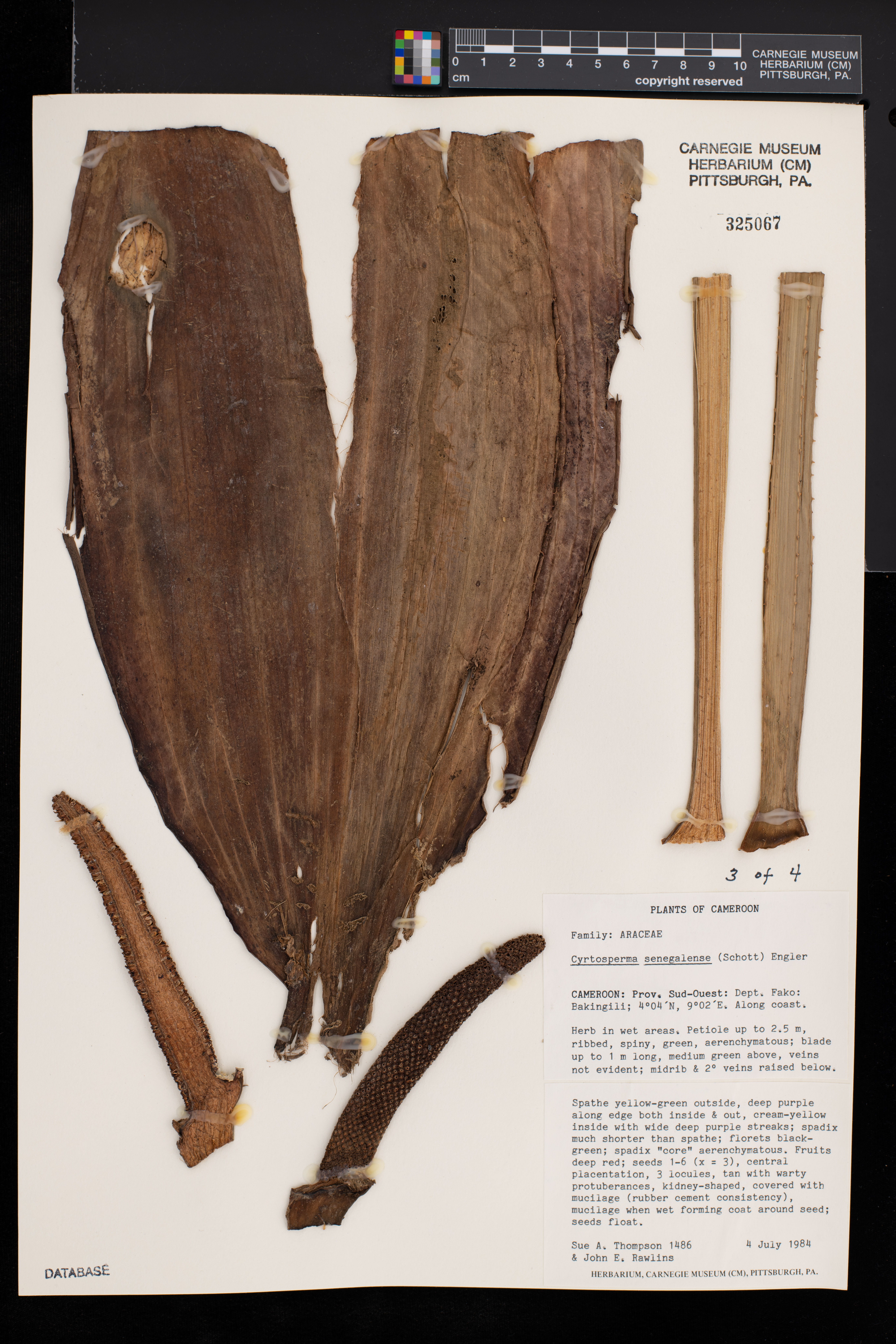 Lasimorpha senegalensis image