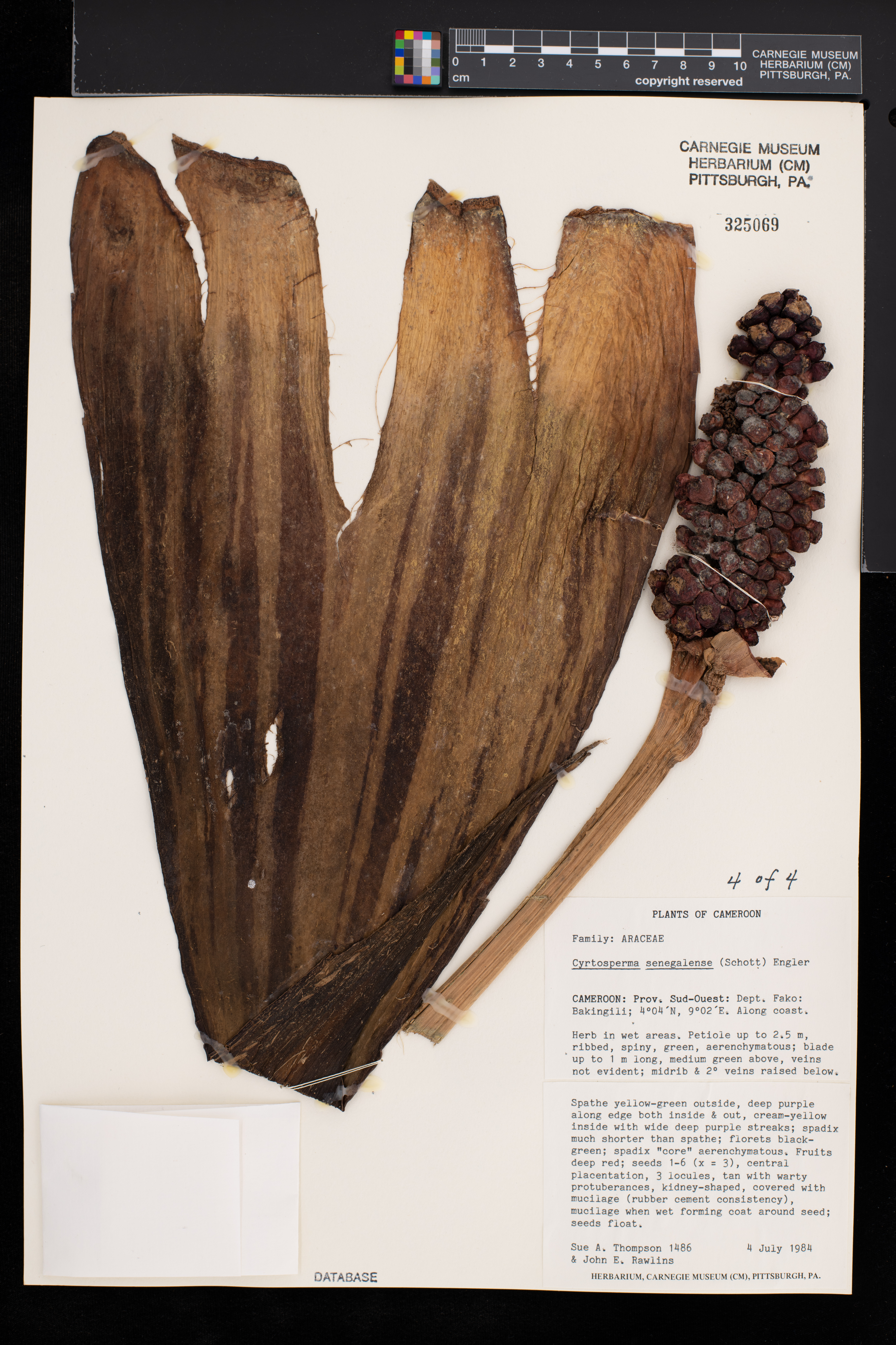 Lasimorpha senegalensis image