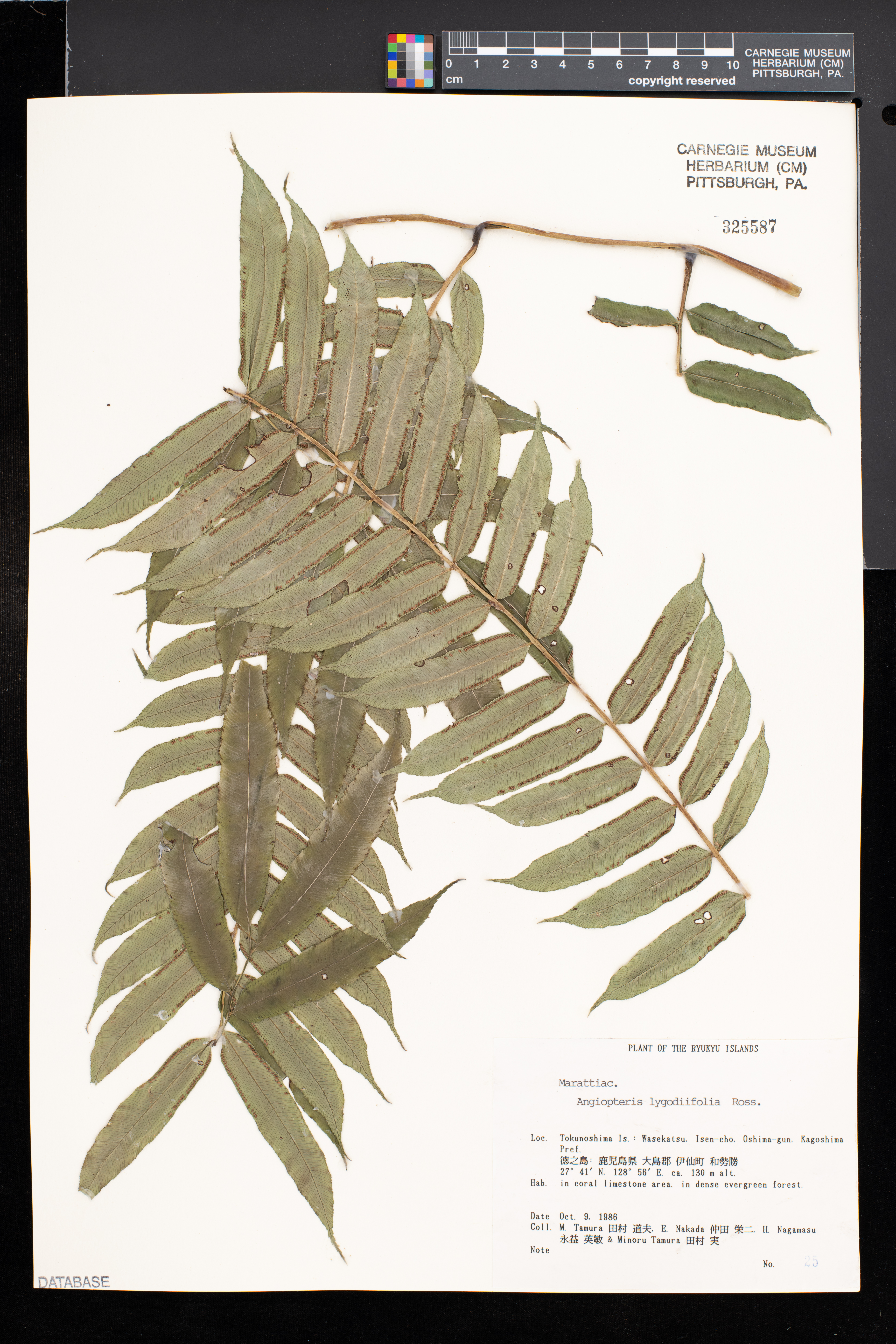 Angiopteris lygodiifolia image