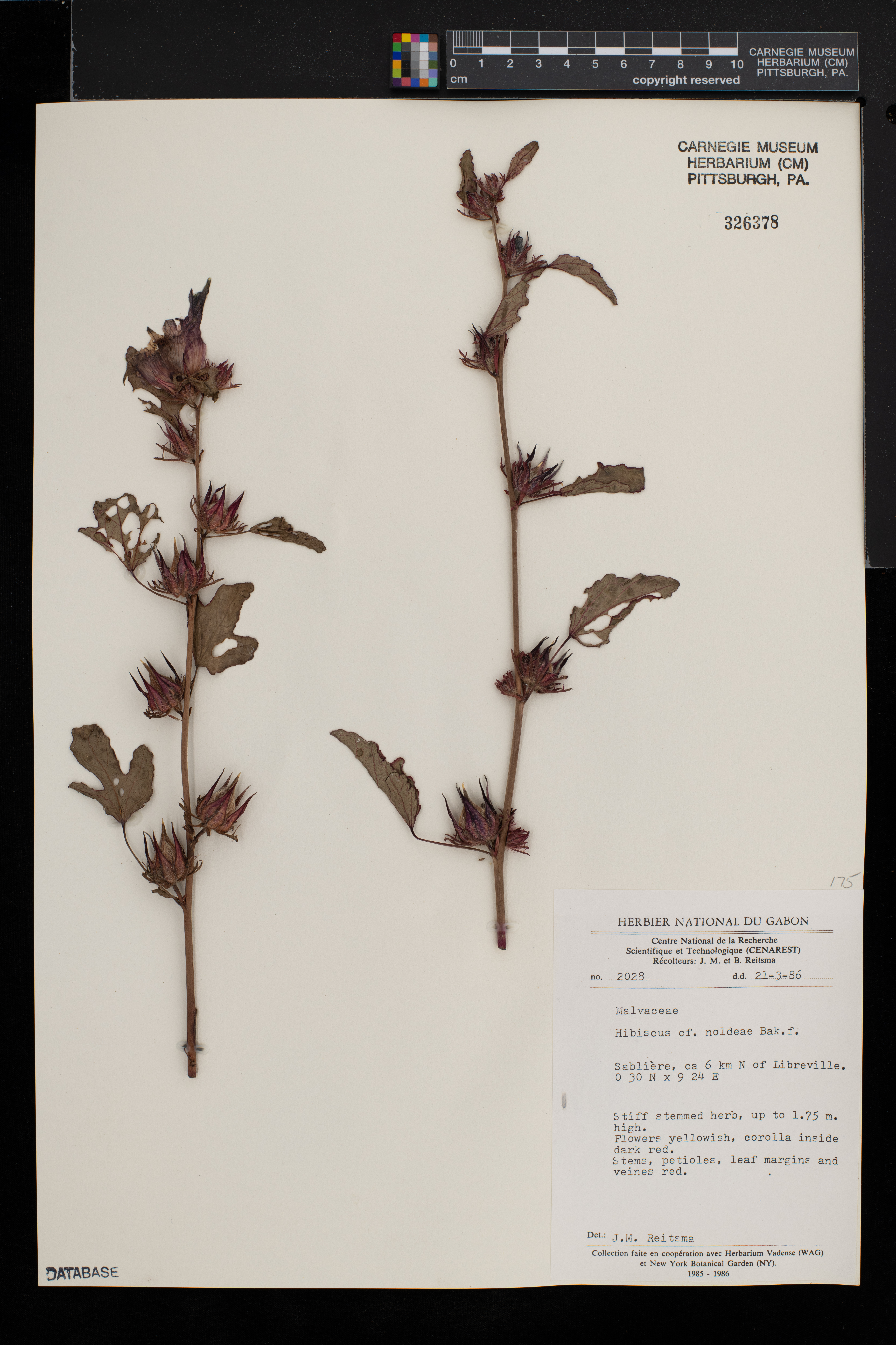 Hibiscus noldeae image