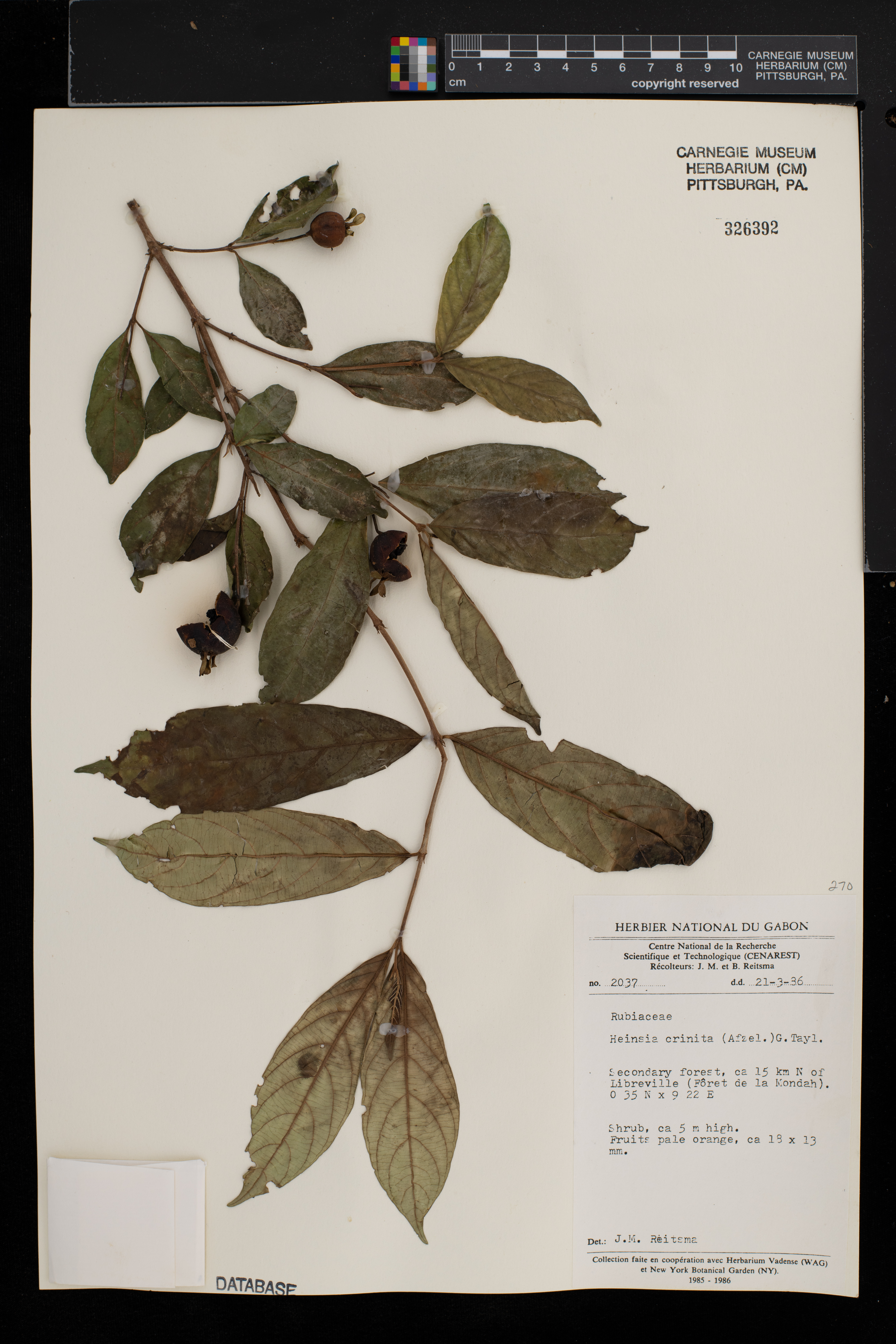 Heinsia crinita image