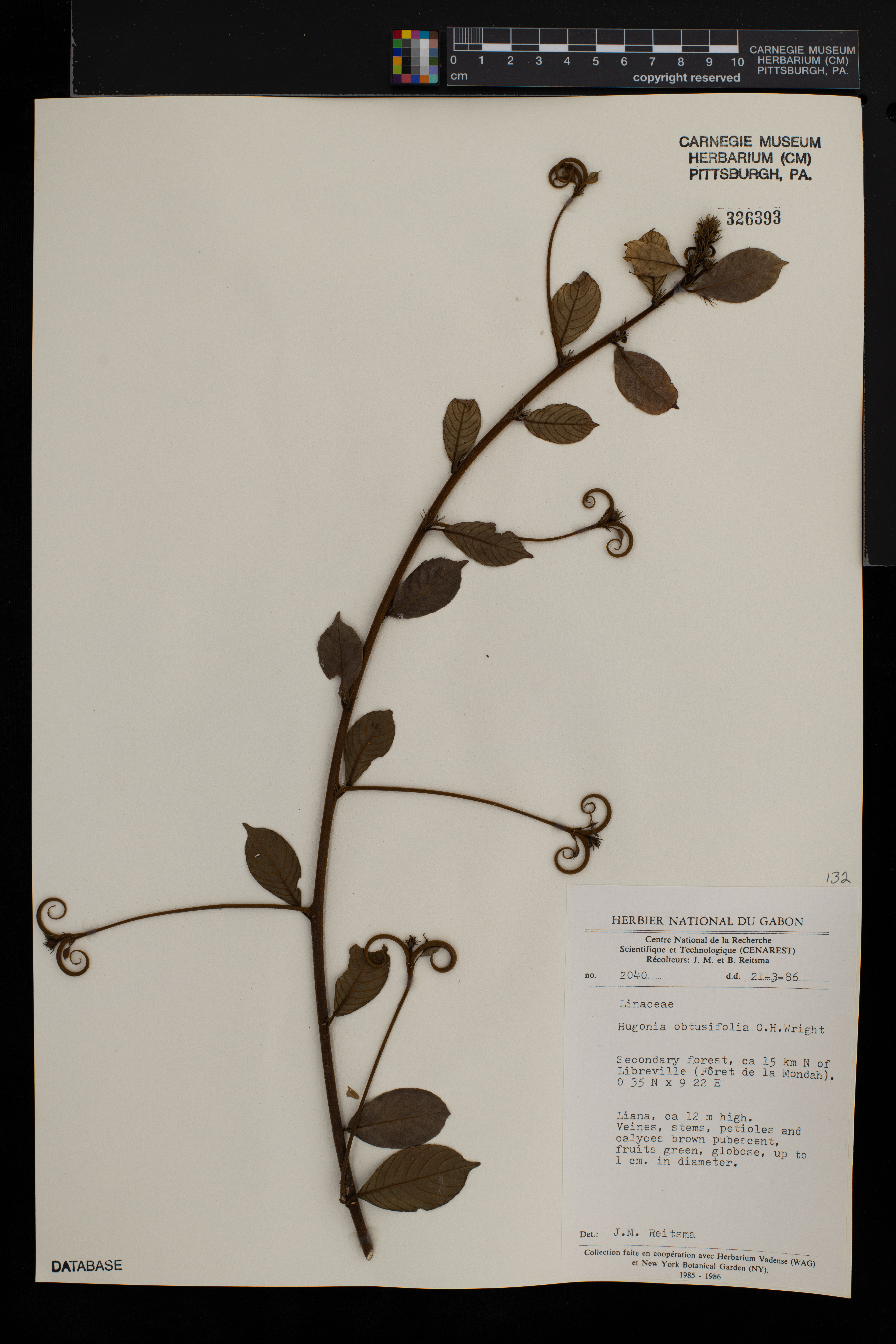 Hugonia obtusifolia image