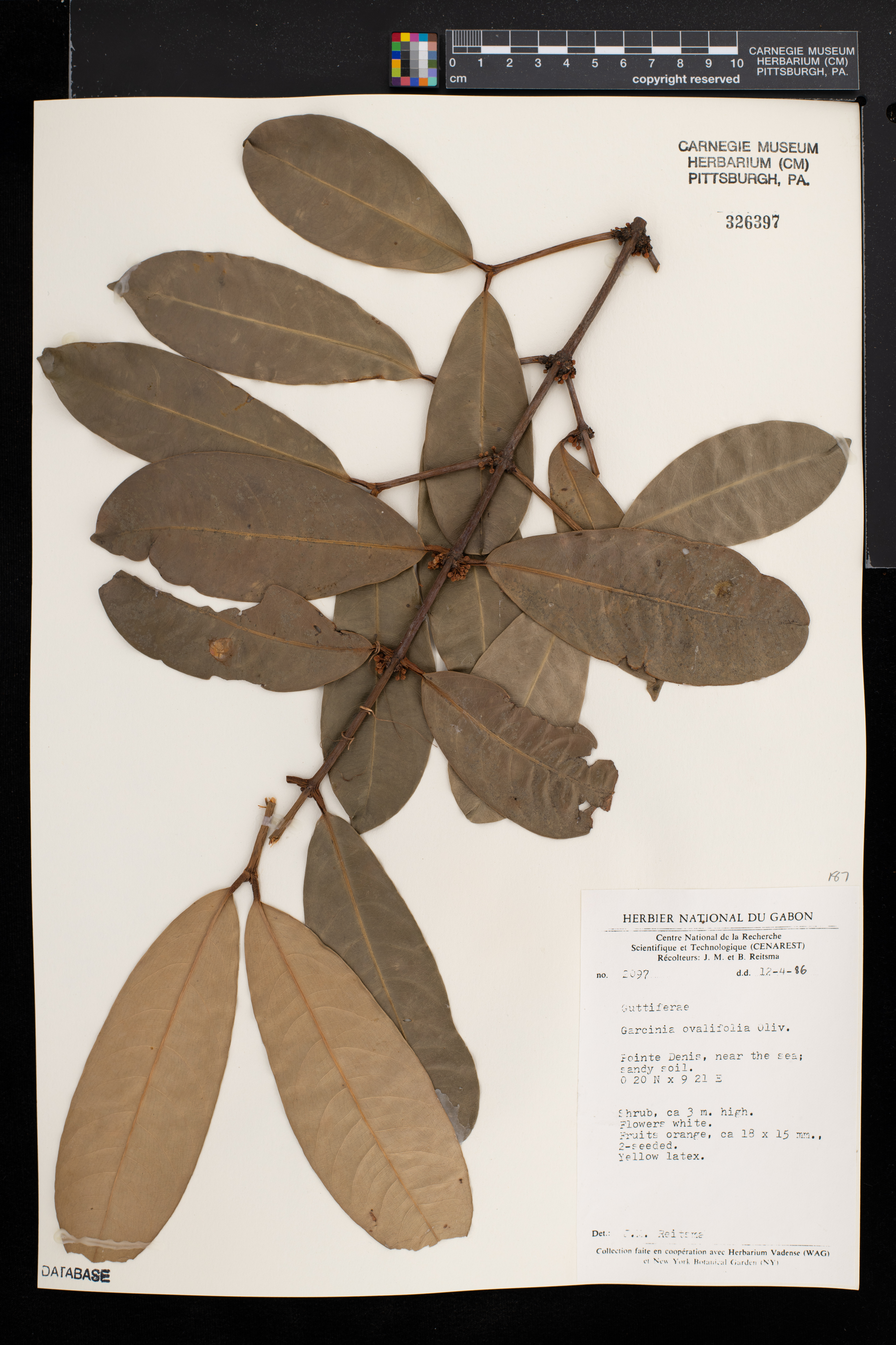 Garcinia ovalifolia image