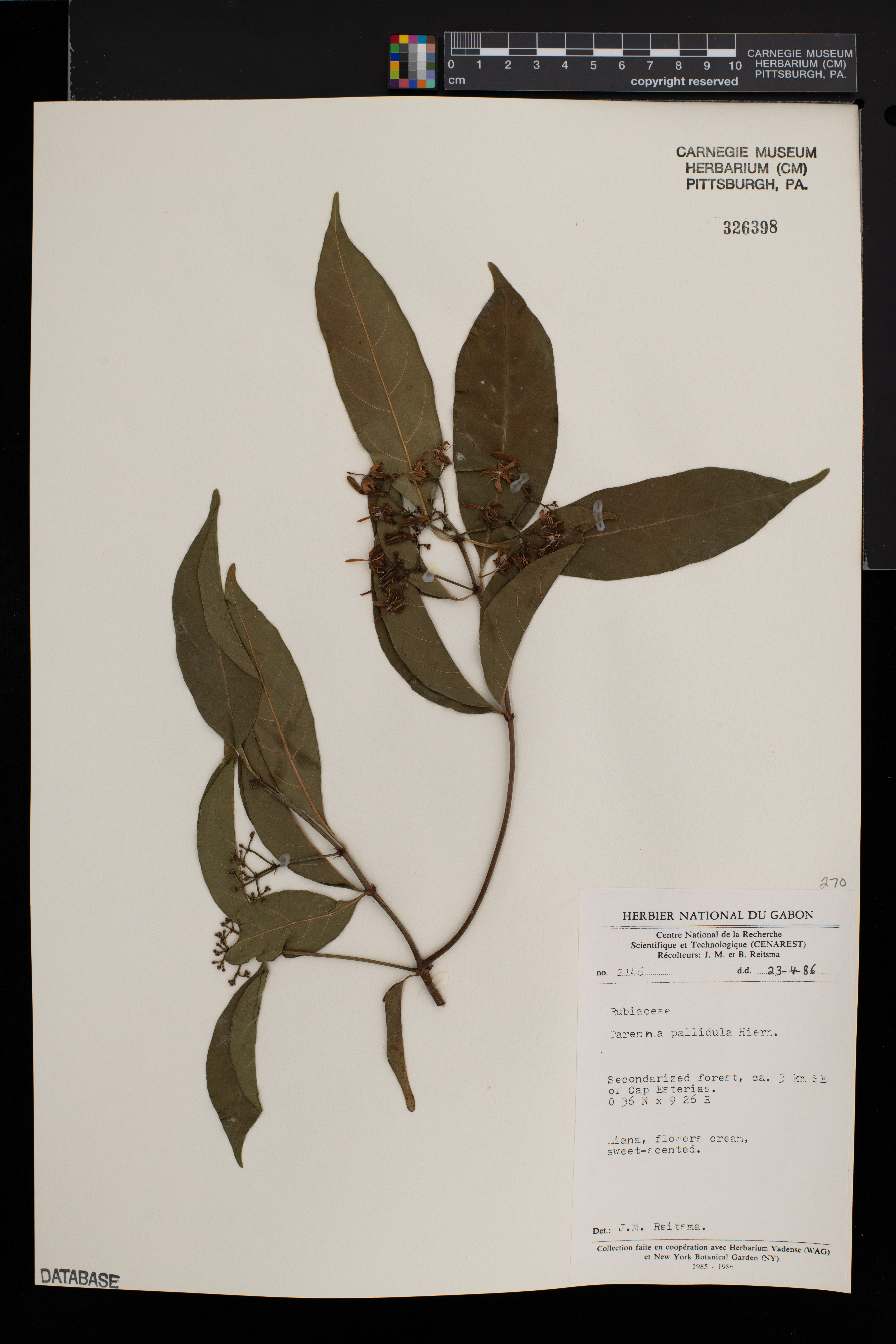 Tarenna pallidula image