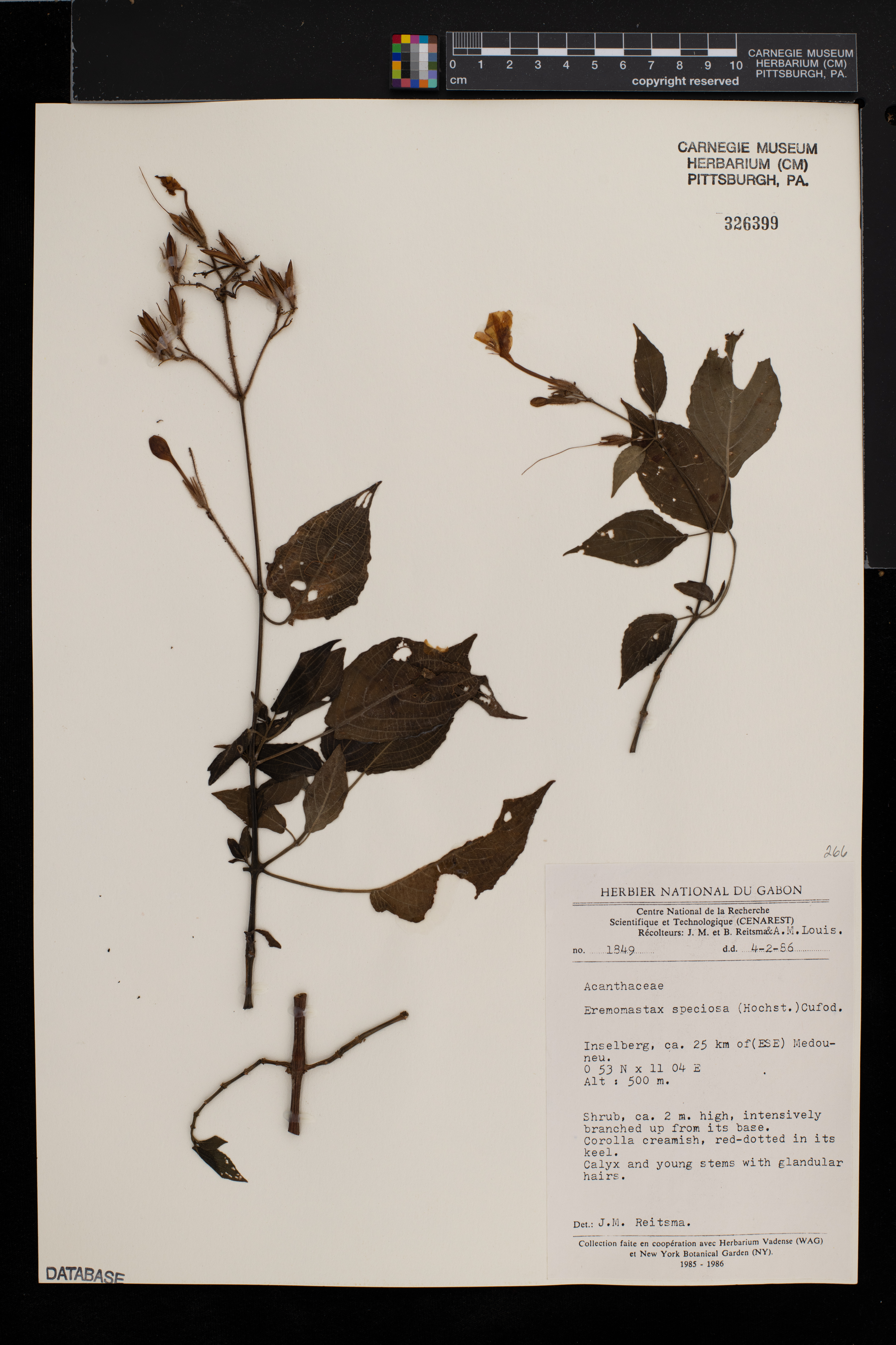 Eremomastax speciosa image