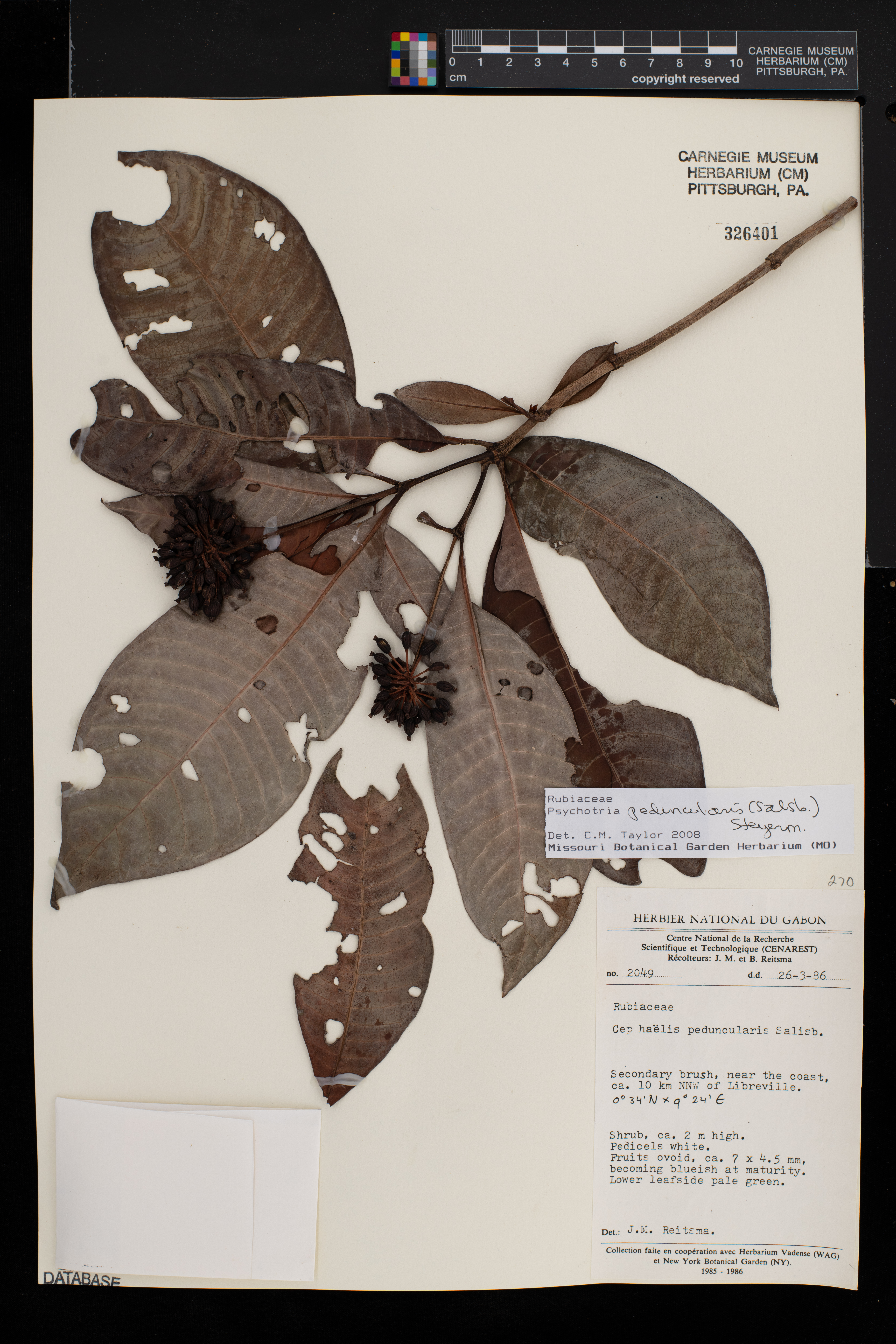 Psychotria peduncularis image