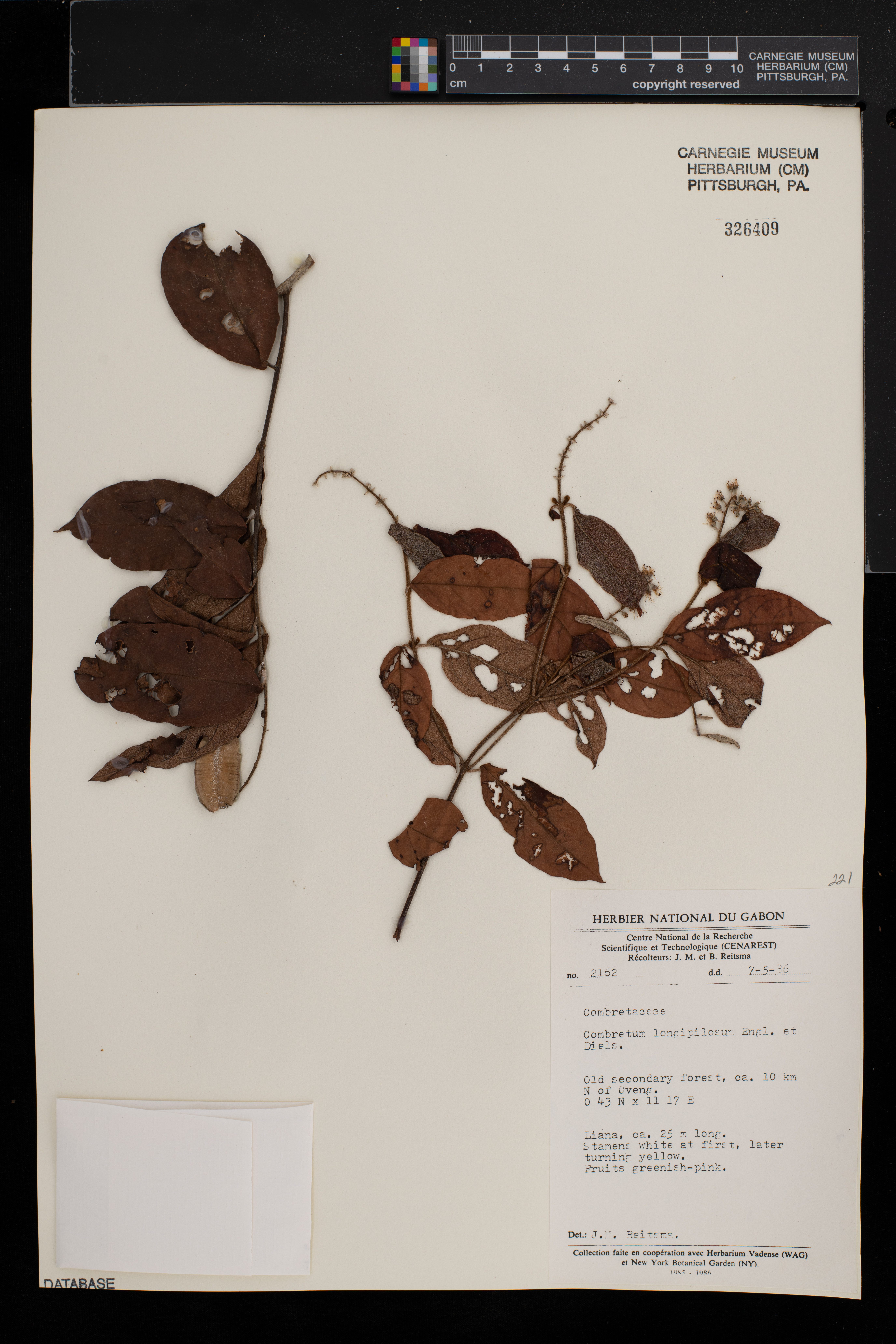 Combretum longipilosum image