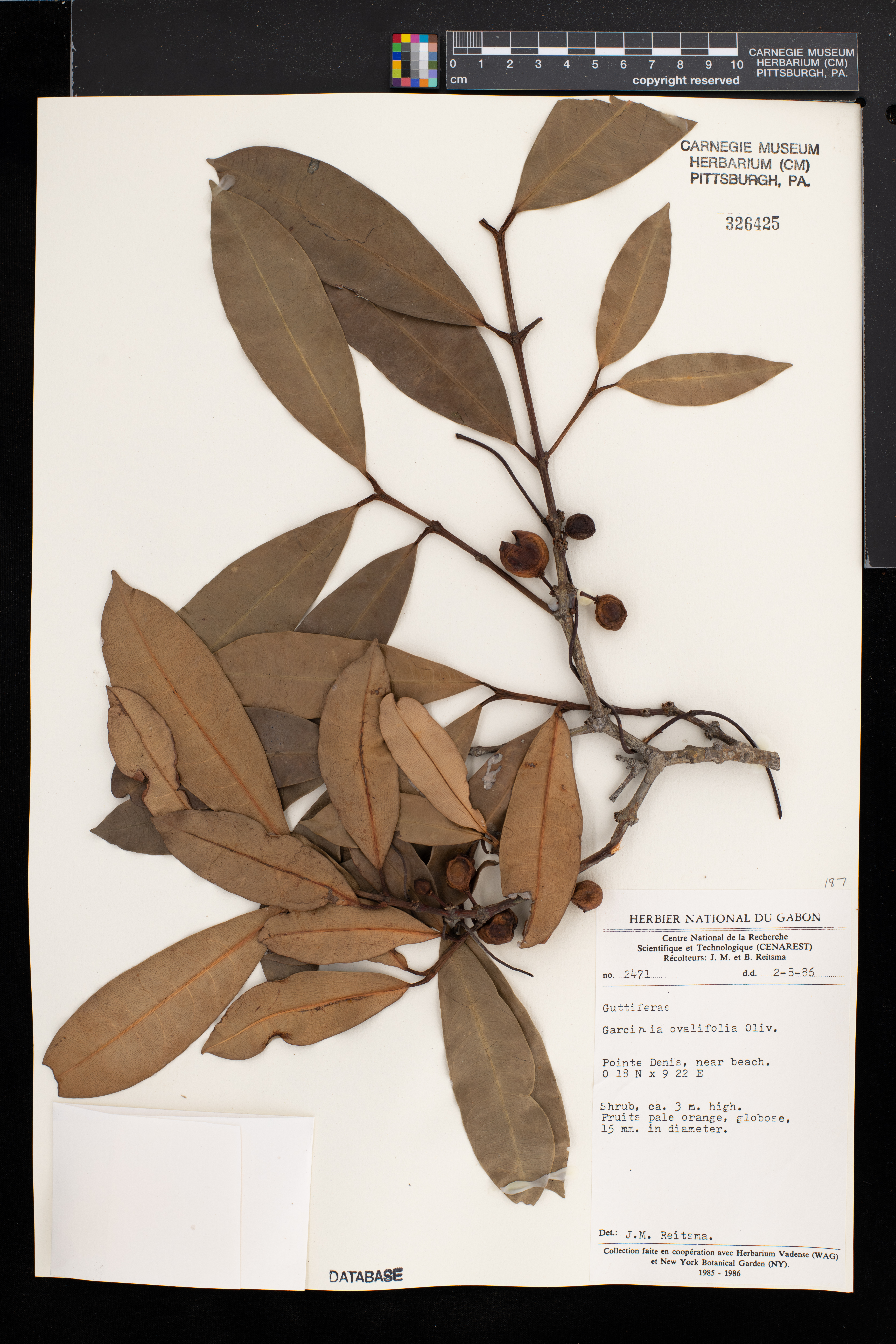 Garcinia ovalifolia image