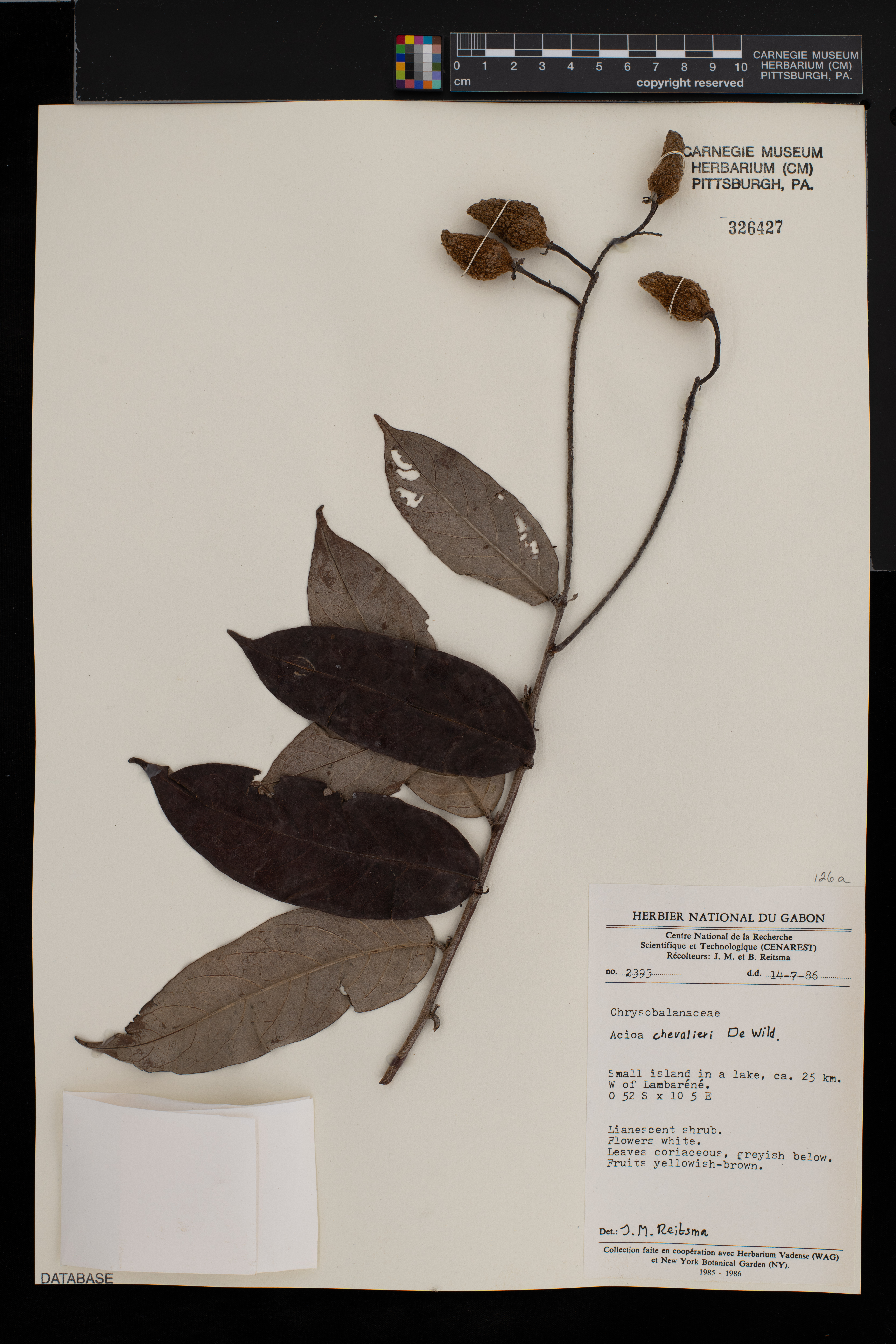 Dactyladenia chevalieri image