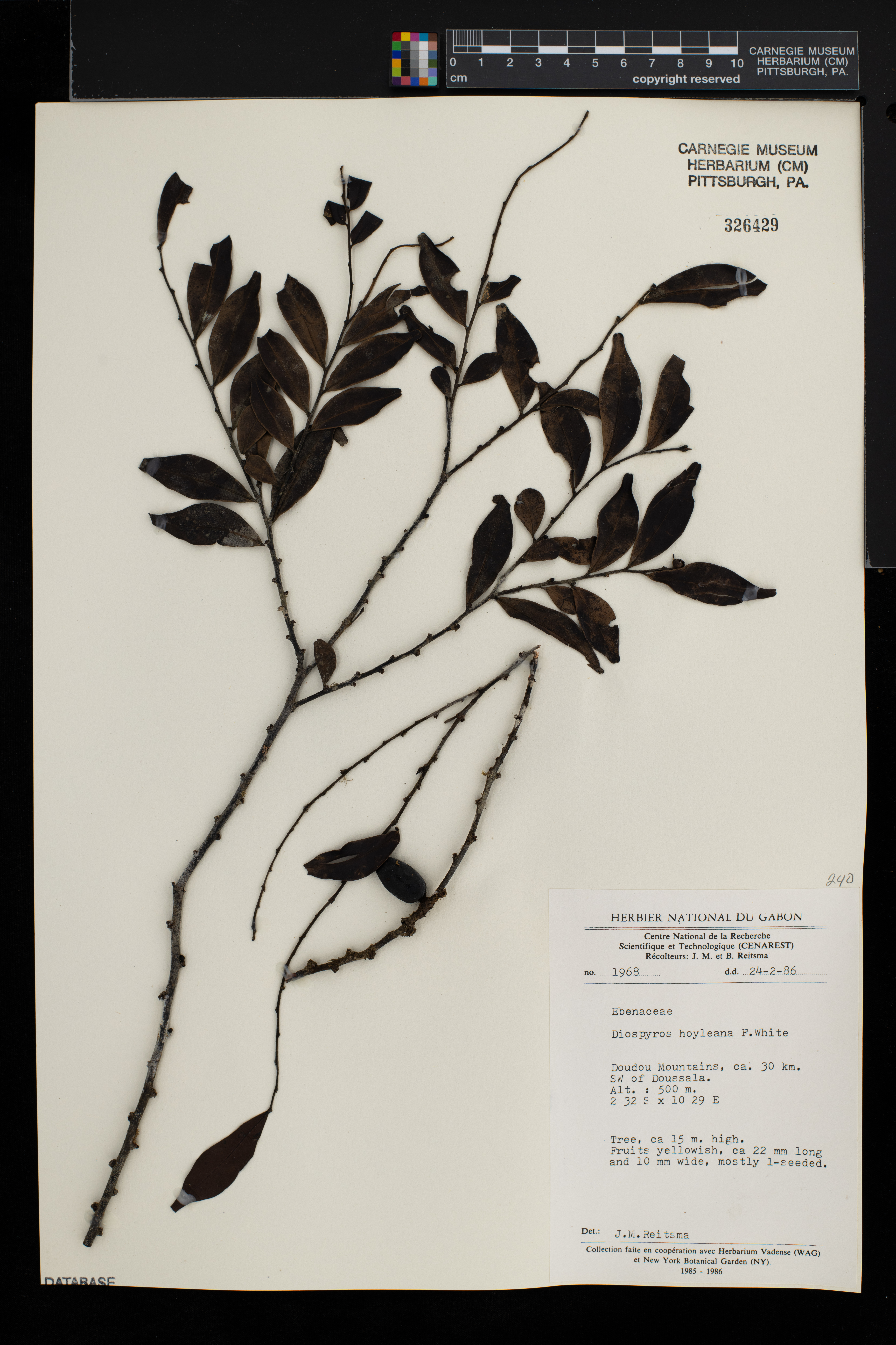 Diospyros hoyleana image