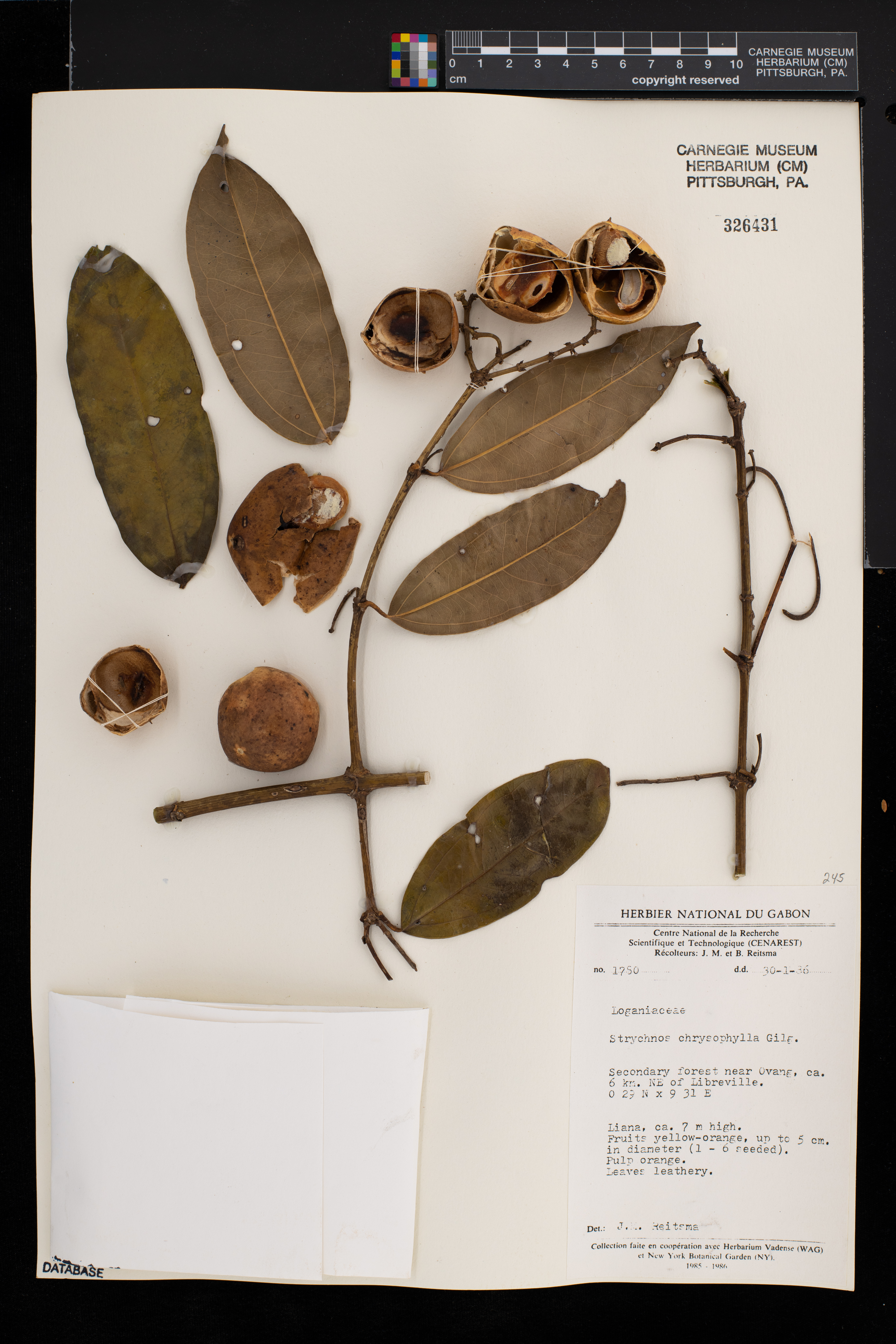 Strychnos chrysophylla image