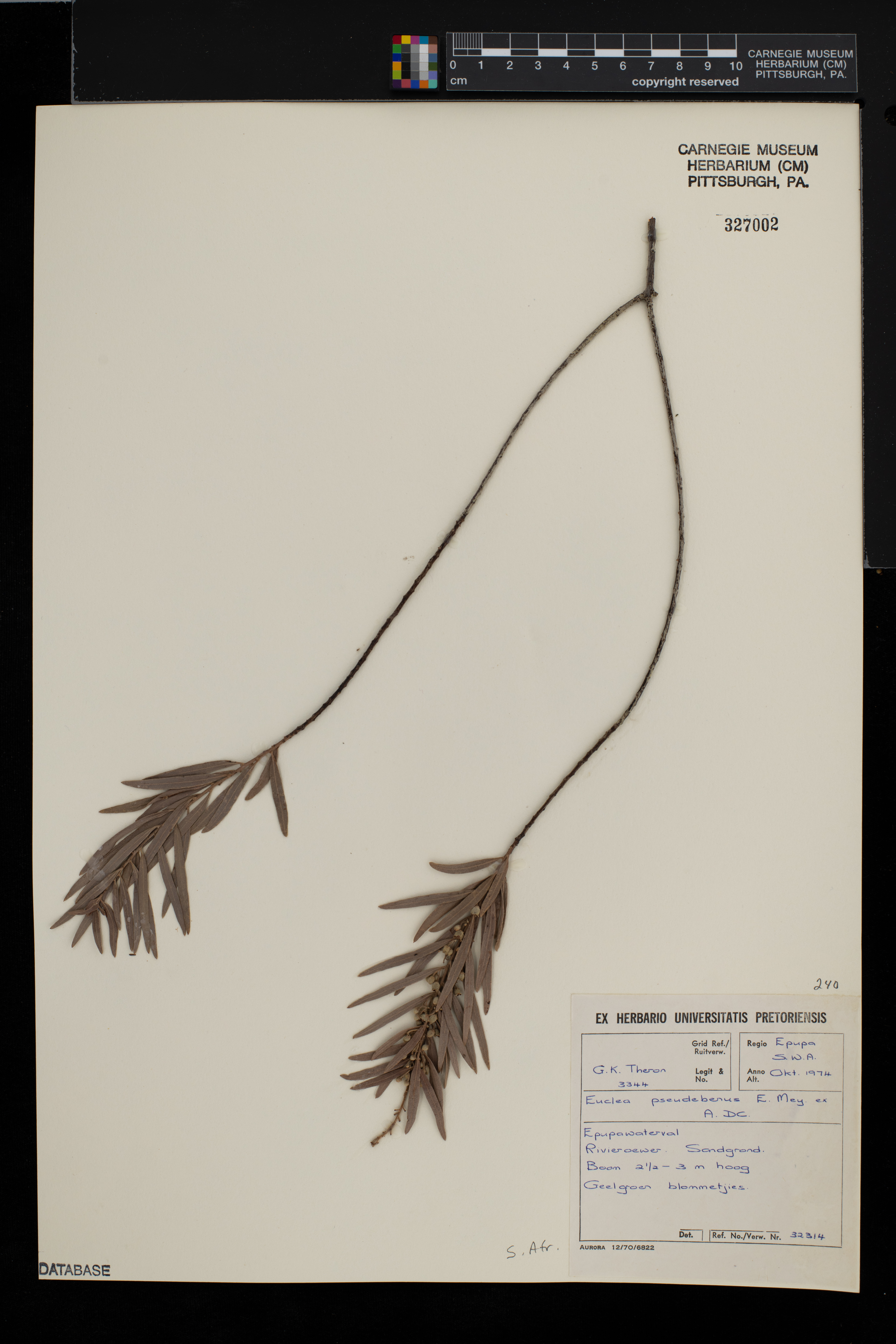 Euclea pseudebenus image