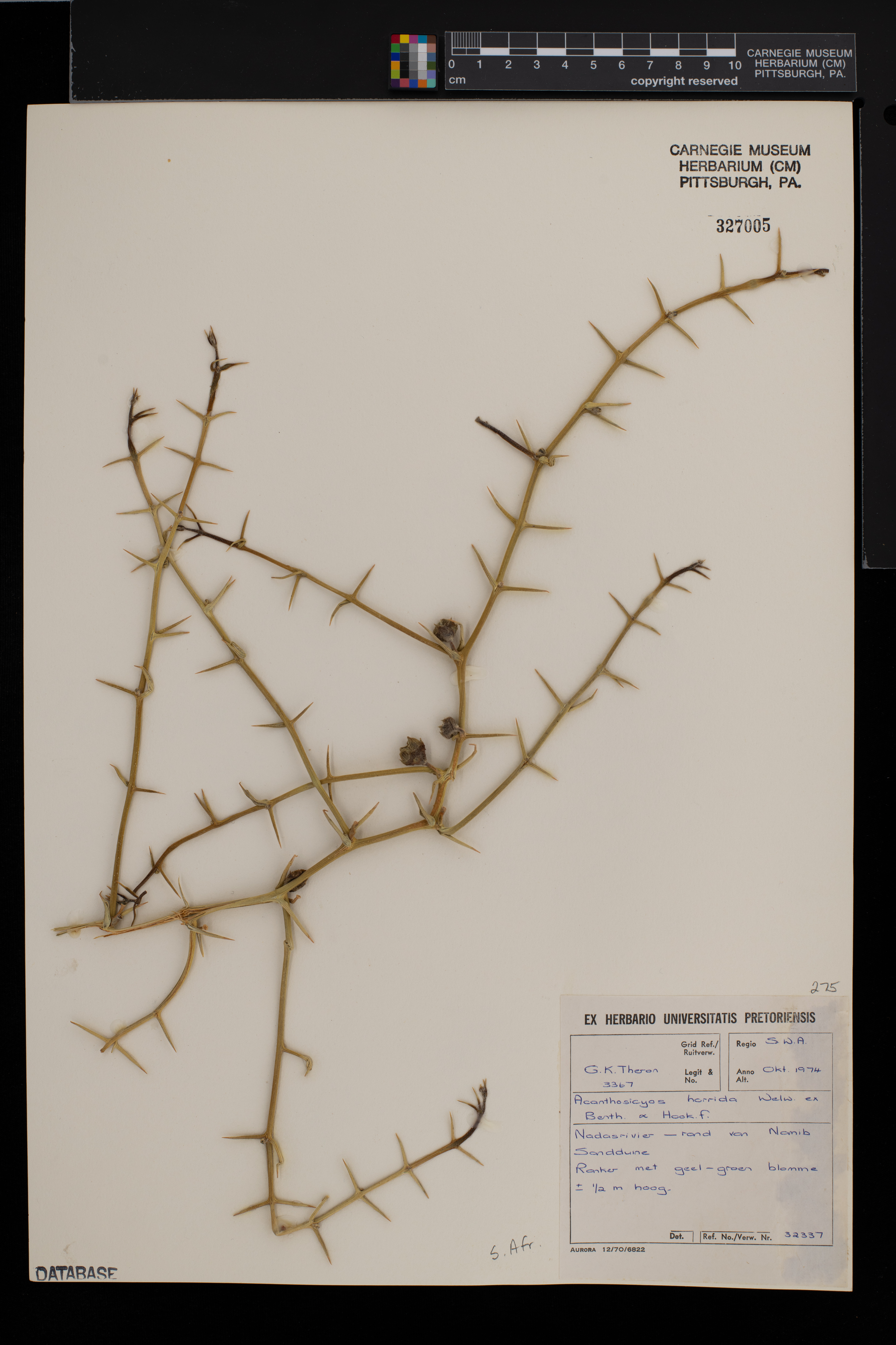 Acanthosicyos image