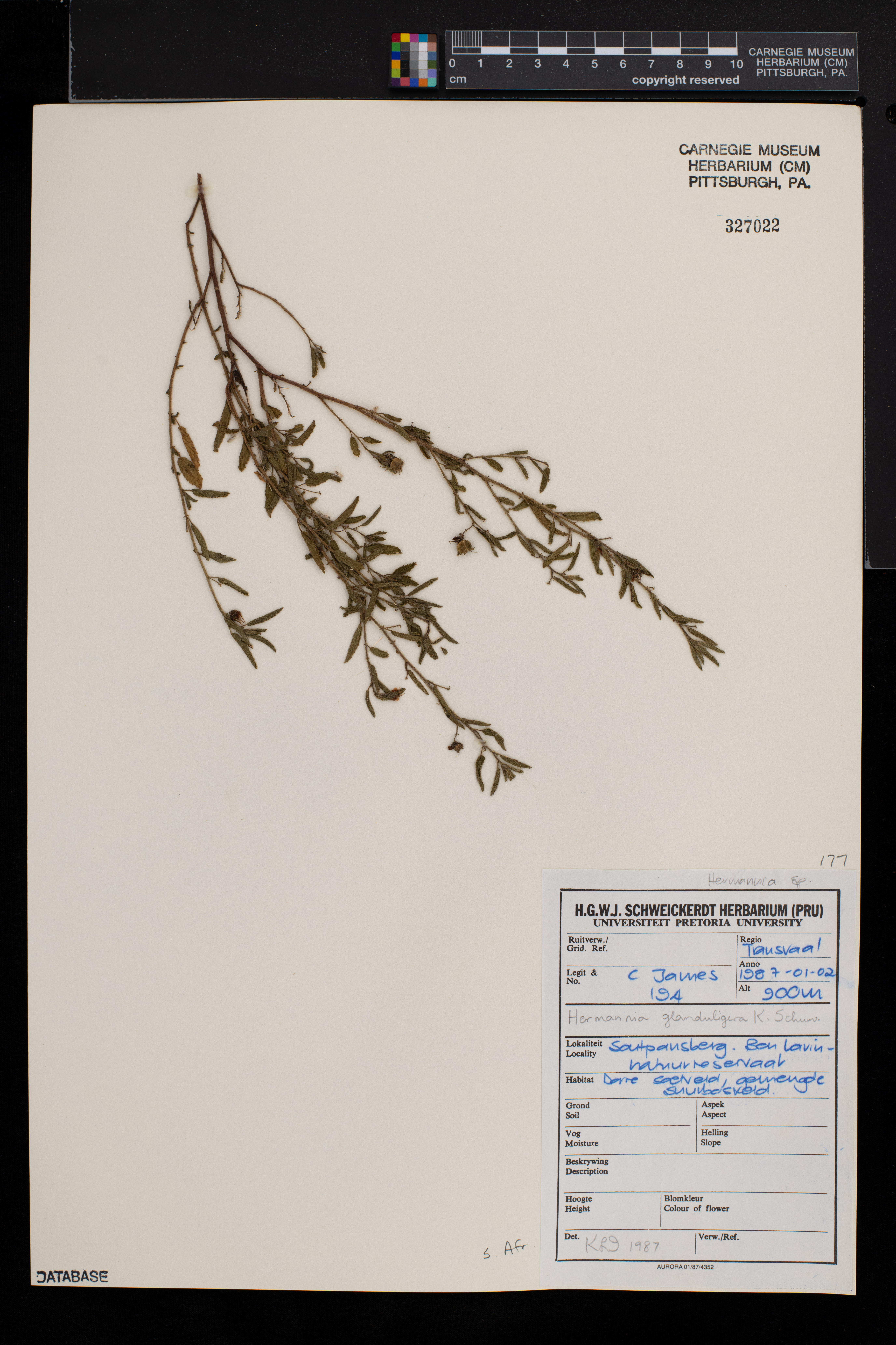 Hermannia glanduligera image