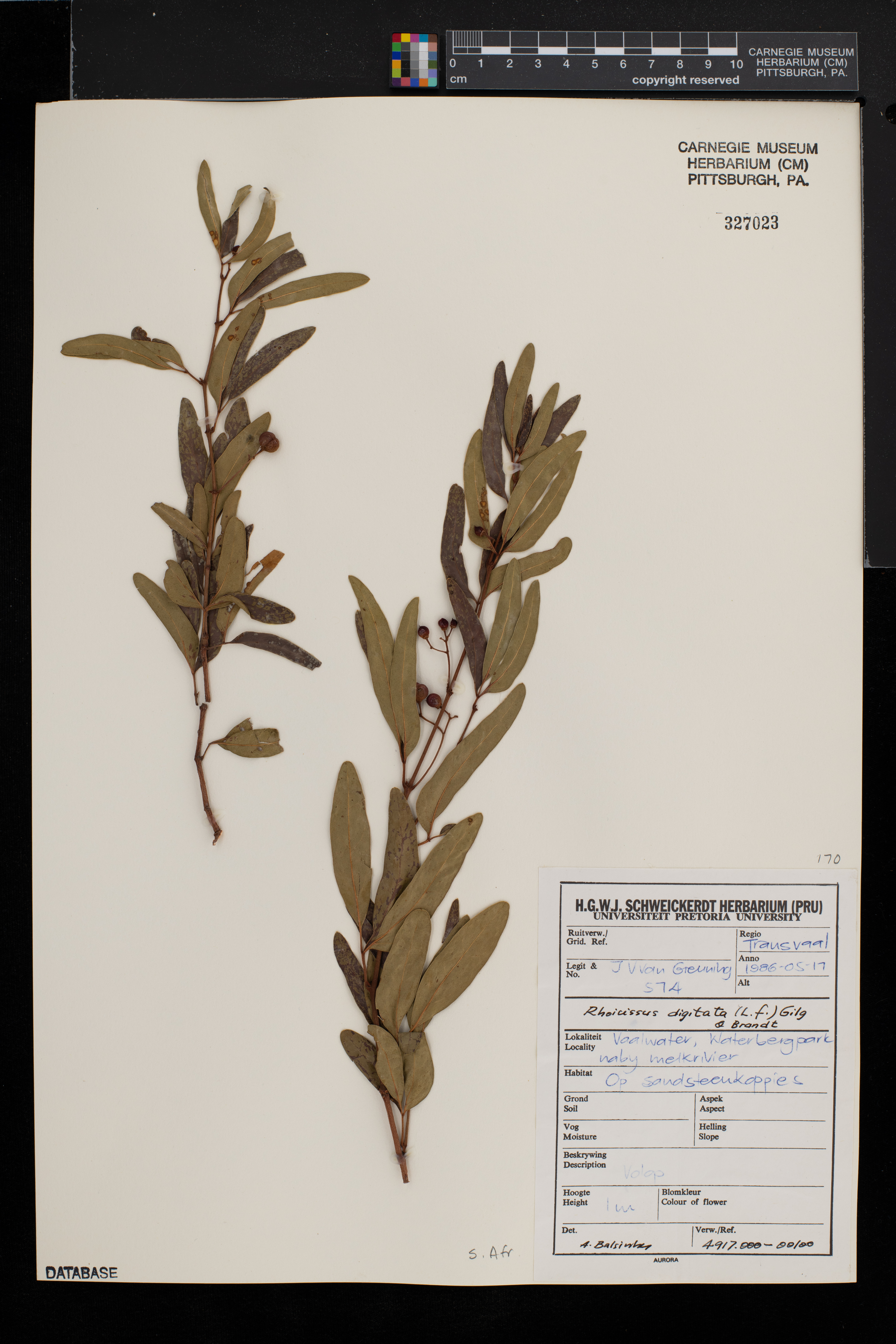 Rhoicissus digitata image